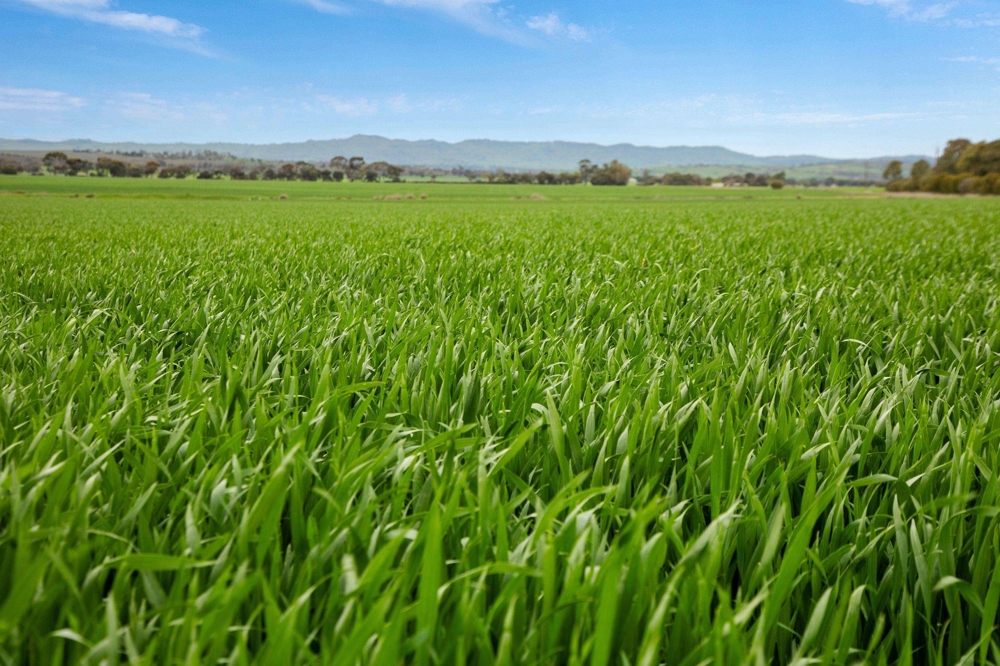 Prime Cropping Land with Strategic Location on the Sturt Highway Cropping | SA Shea-Oak Log, SA 5371 | Prop-GPT the AI-Powered Property Portal