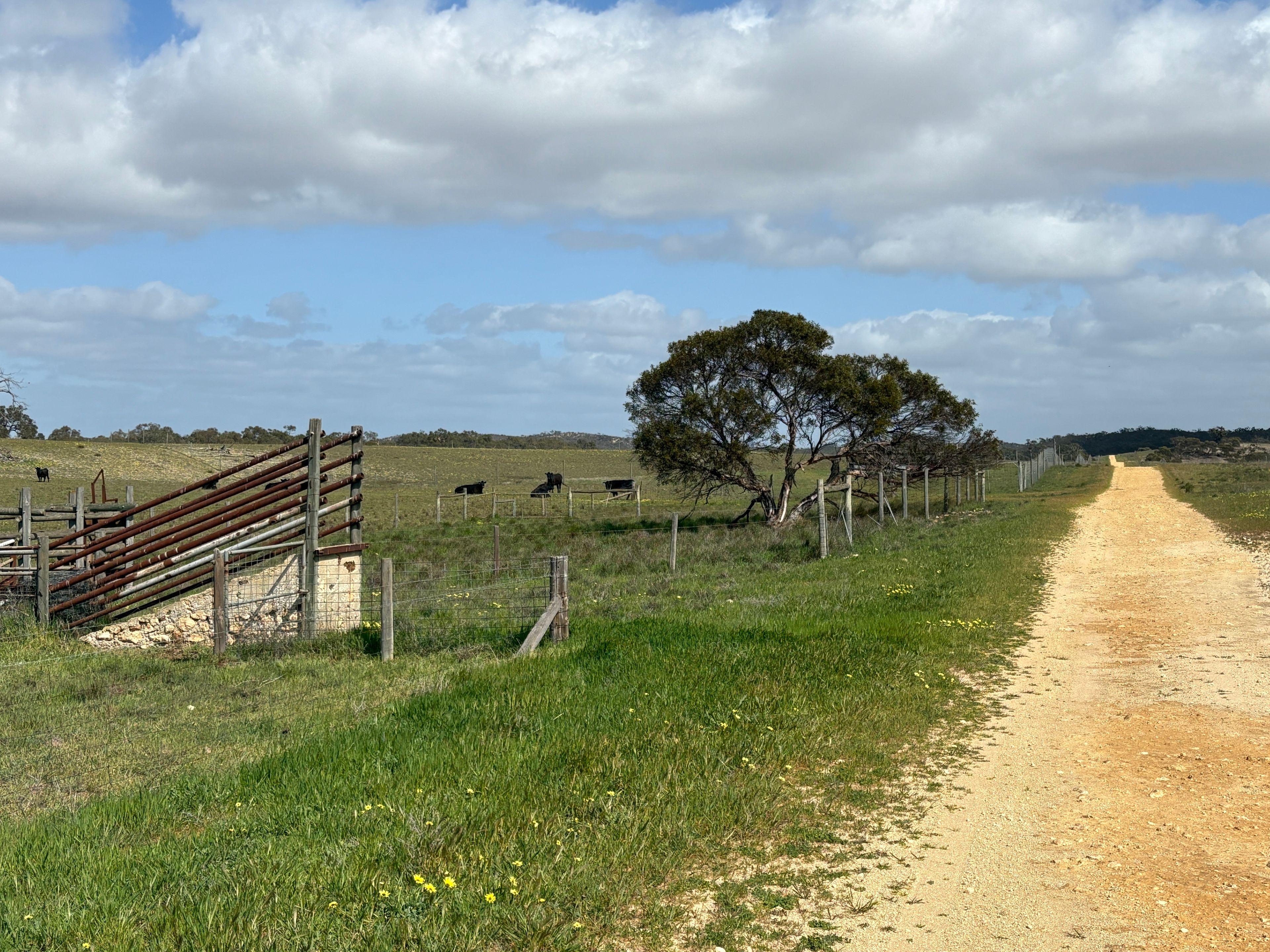 Mallee Grazing Opportunity