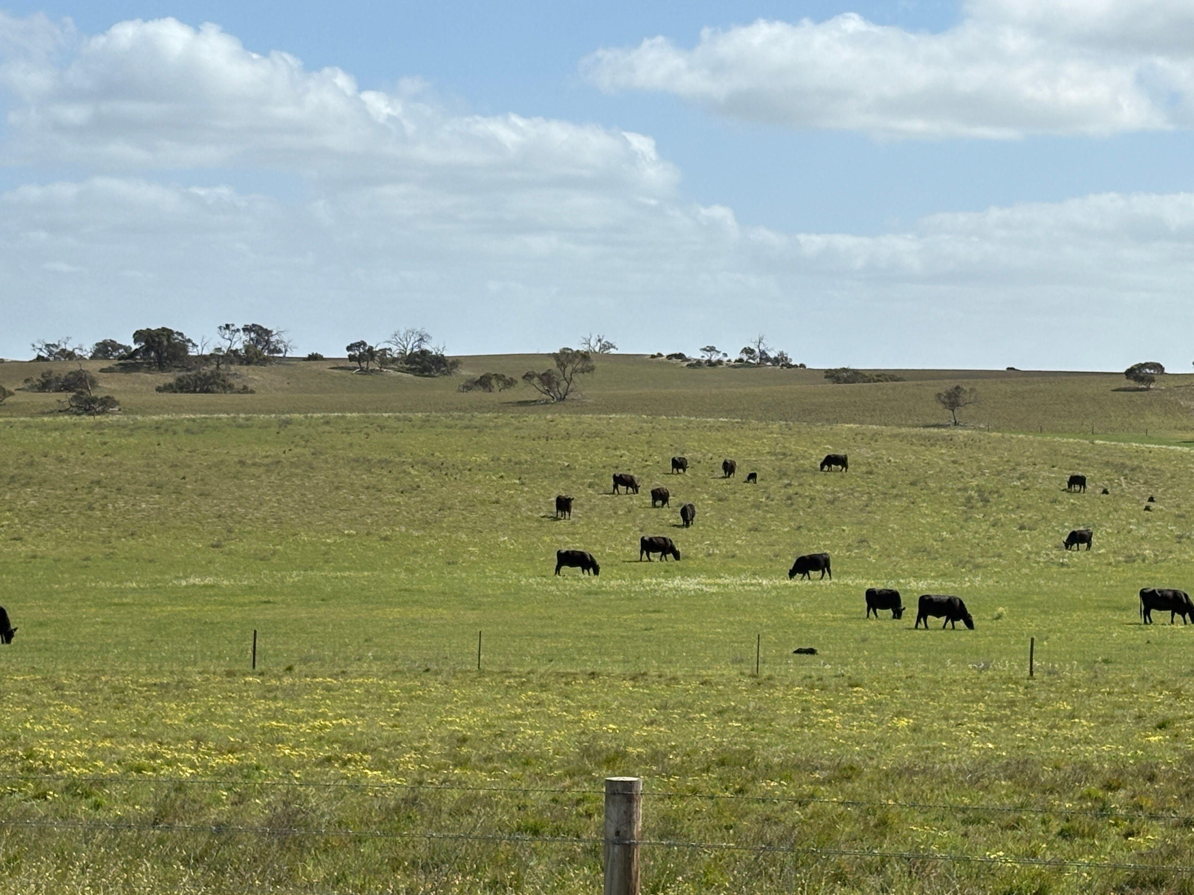 Mallee Grazing Opportunity
