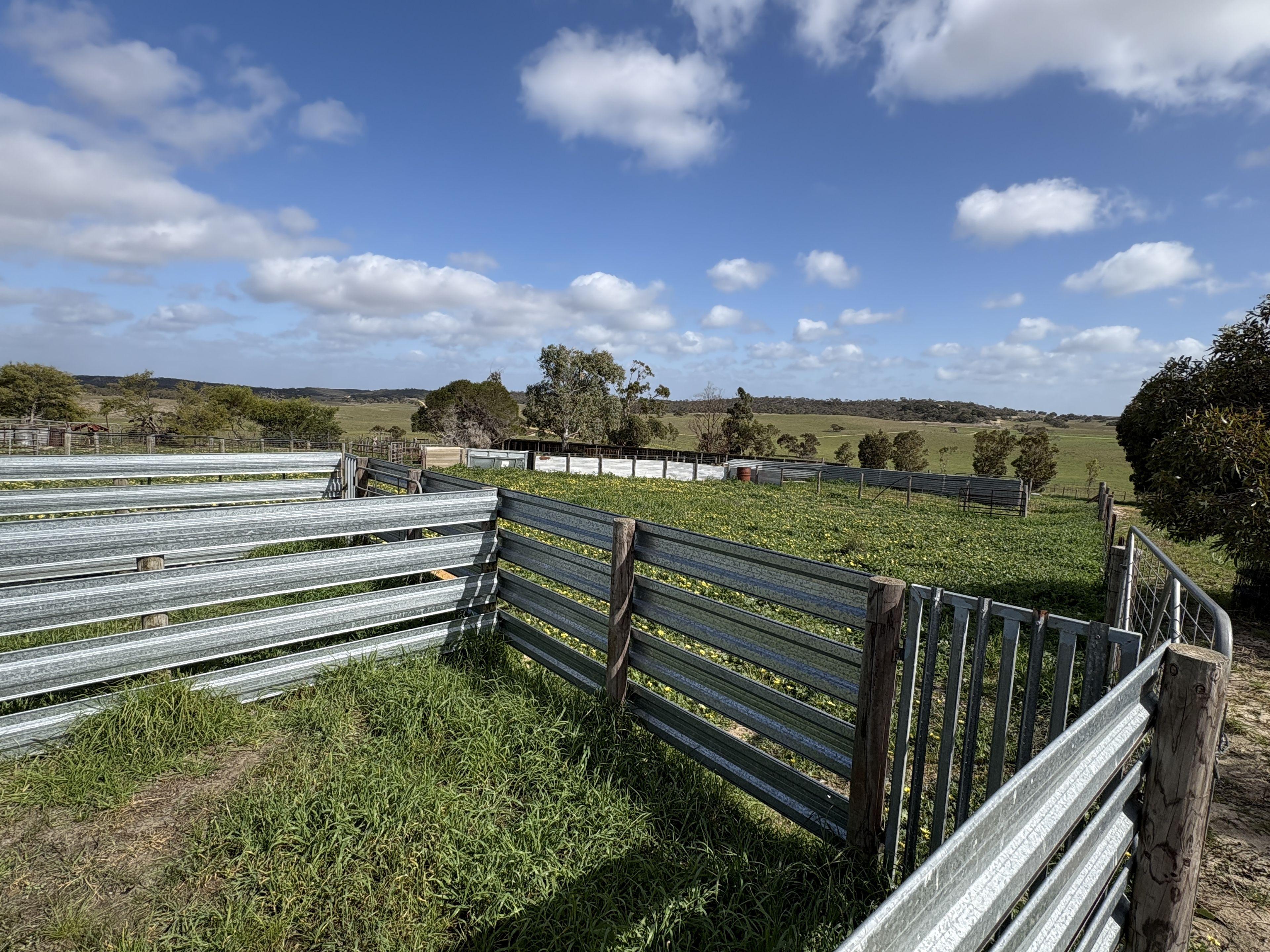 Mallee Grazing Opportunity