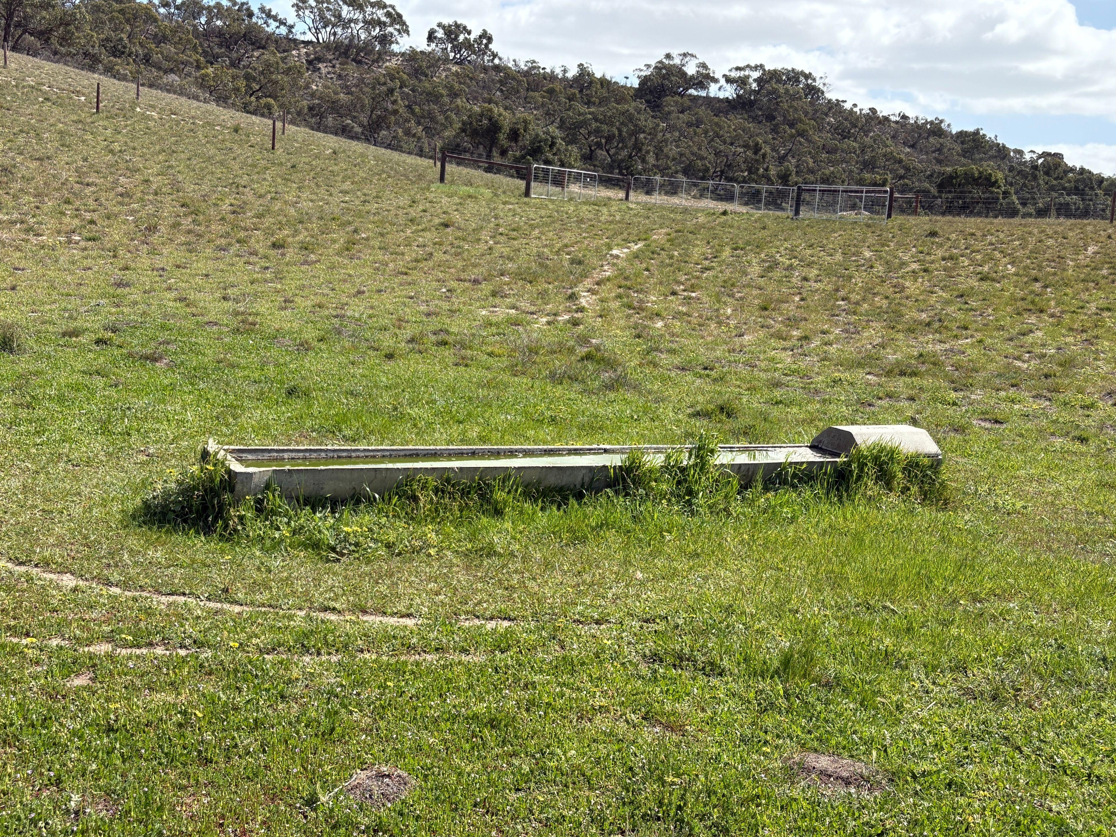 Mallee Grazing Opportunity