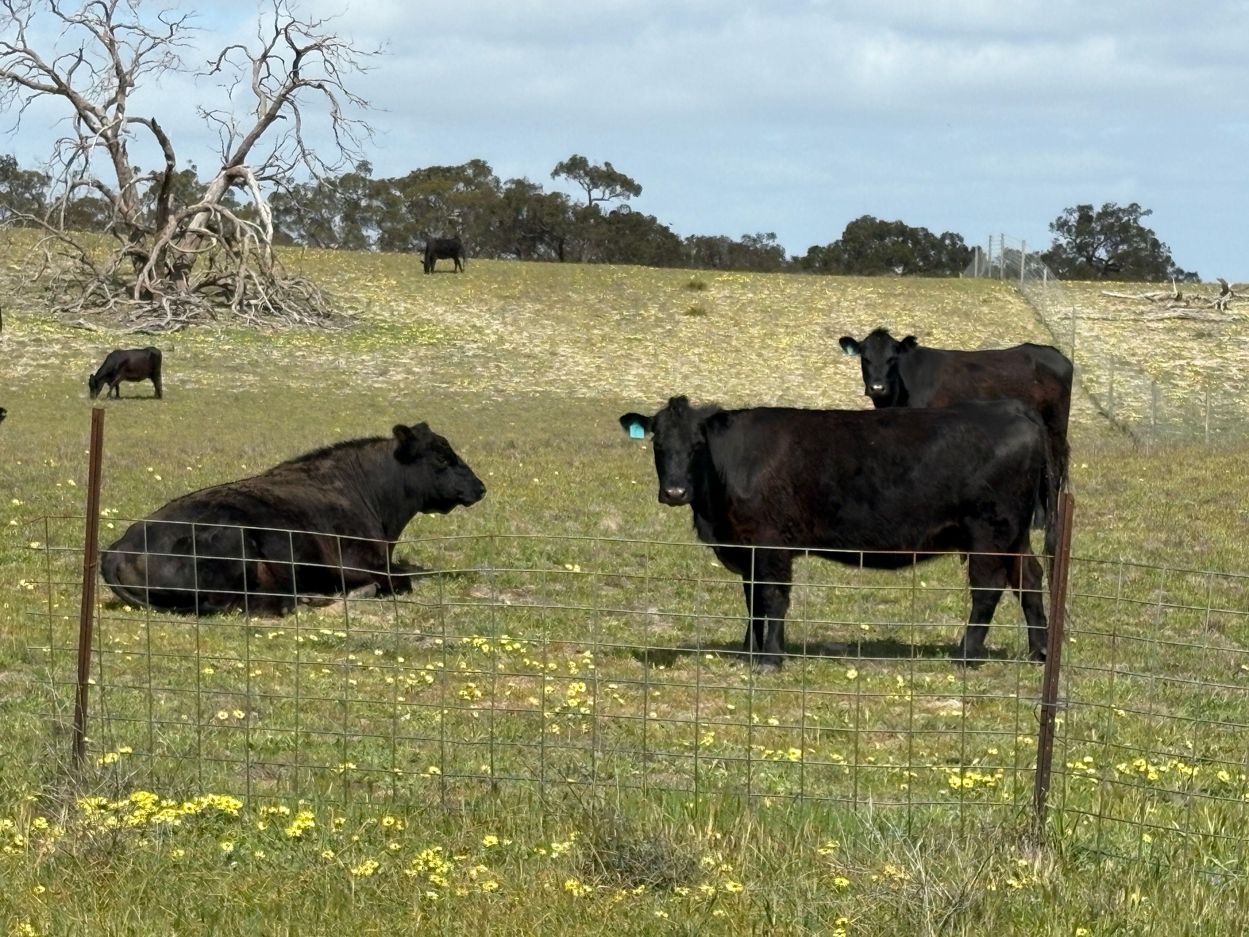 Mallee Grazing Opportunity