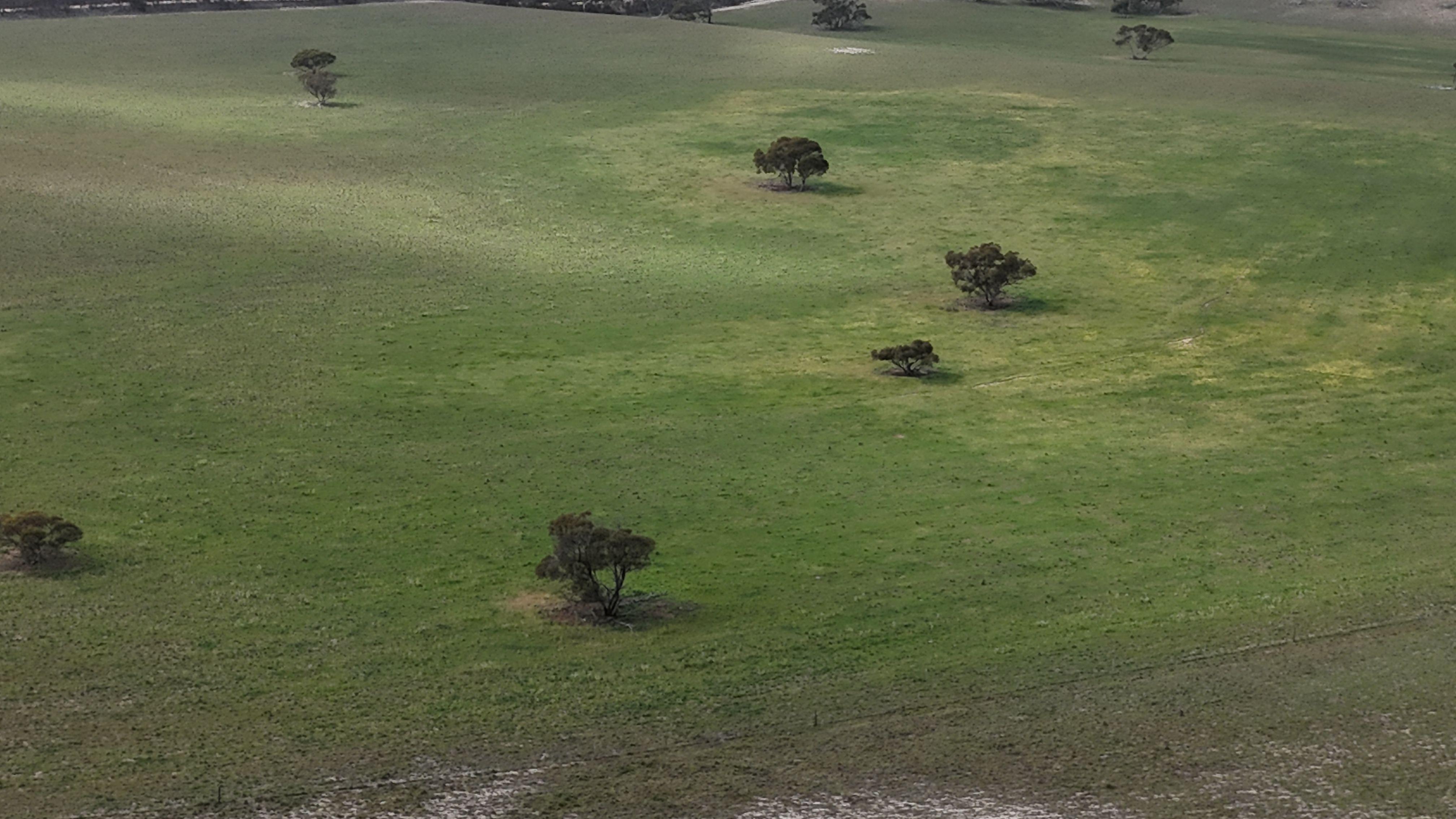 Mallee Grazing Opportunity