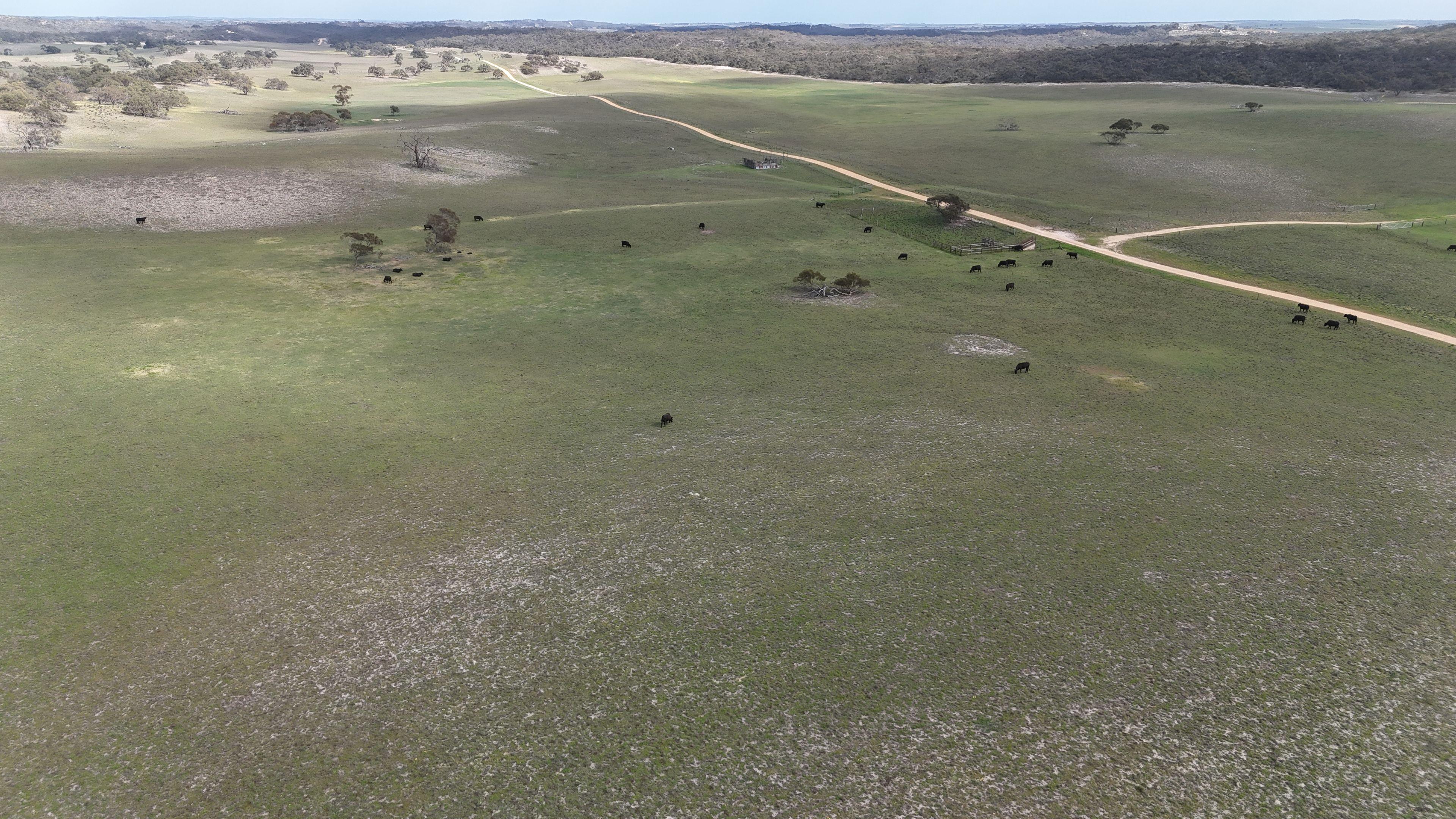 Mallee Grazing Opportunity