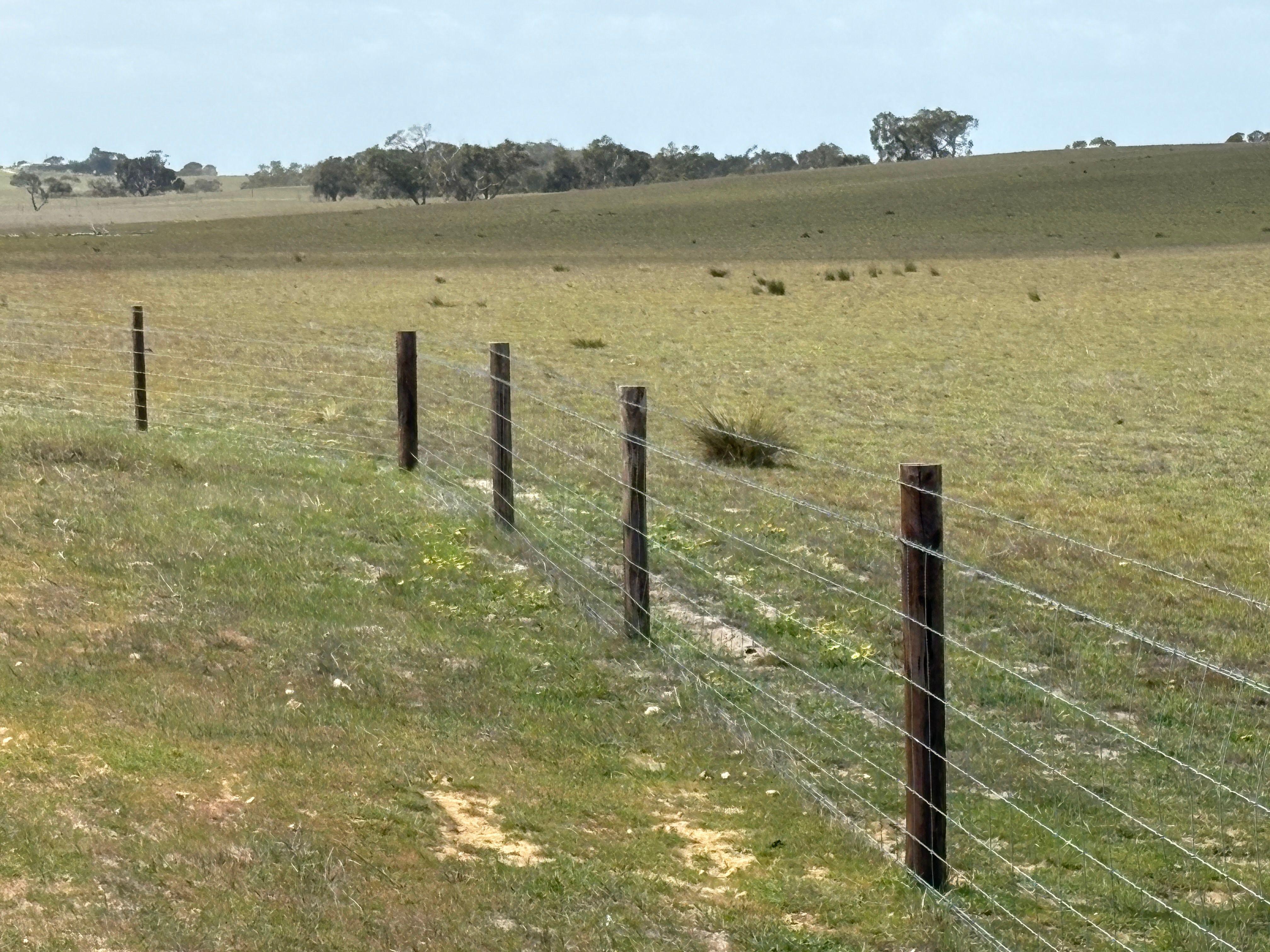 Mallee Grazing Opportunity