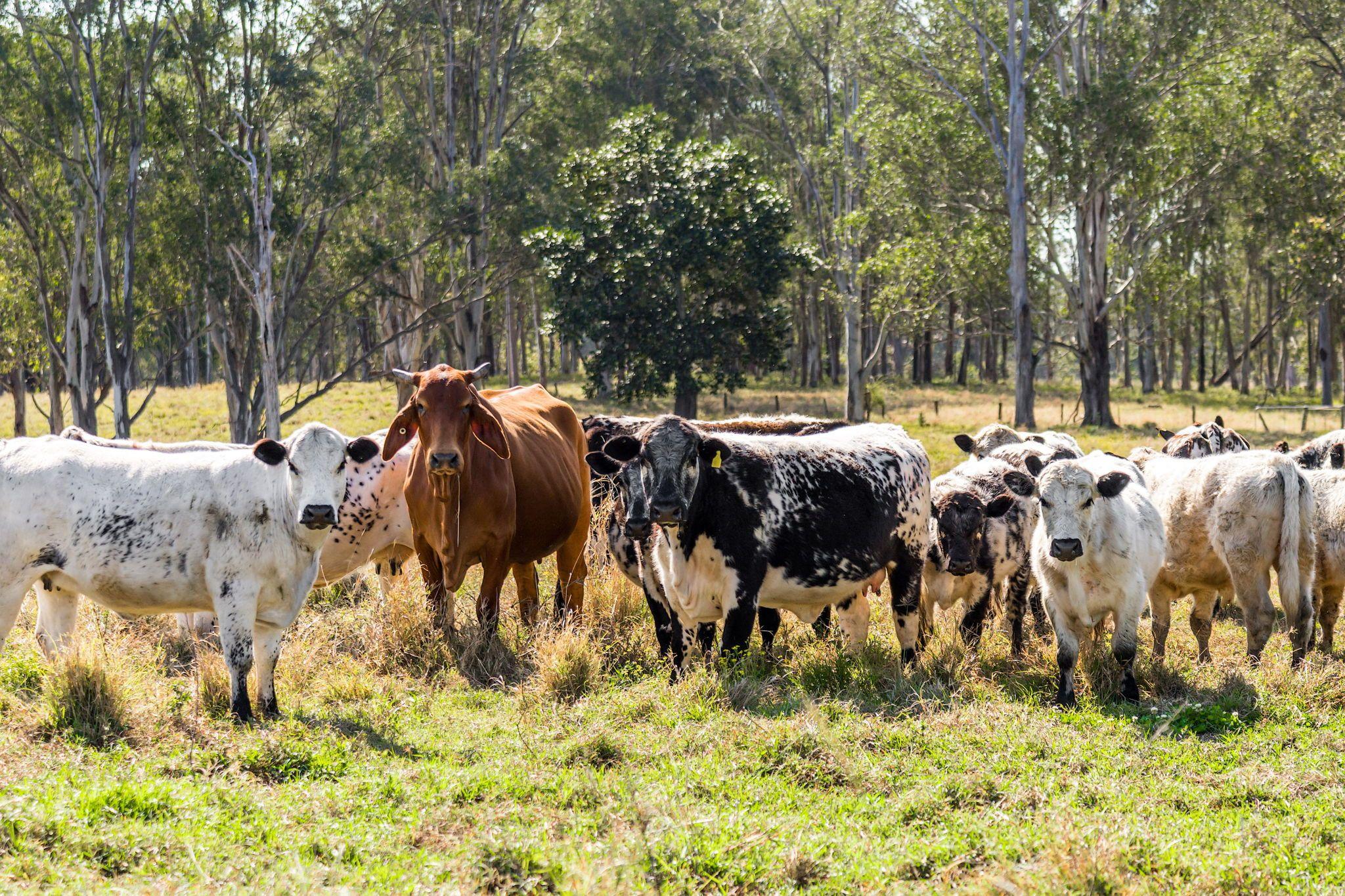 Quality Cattle Block