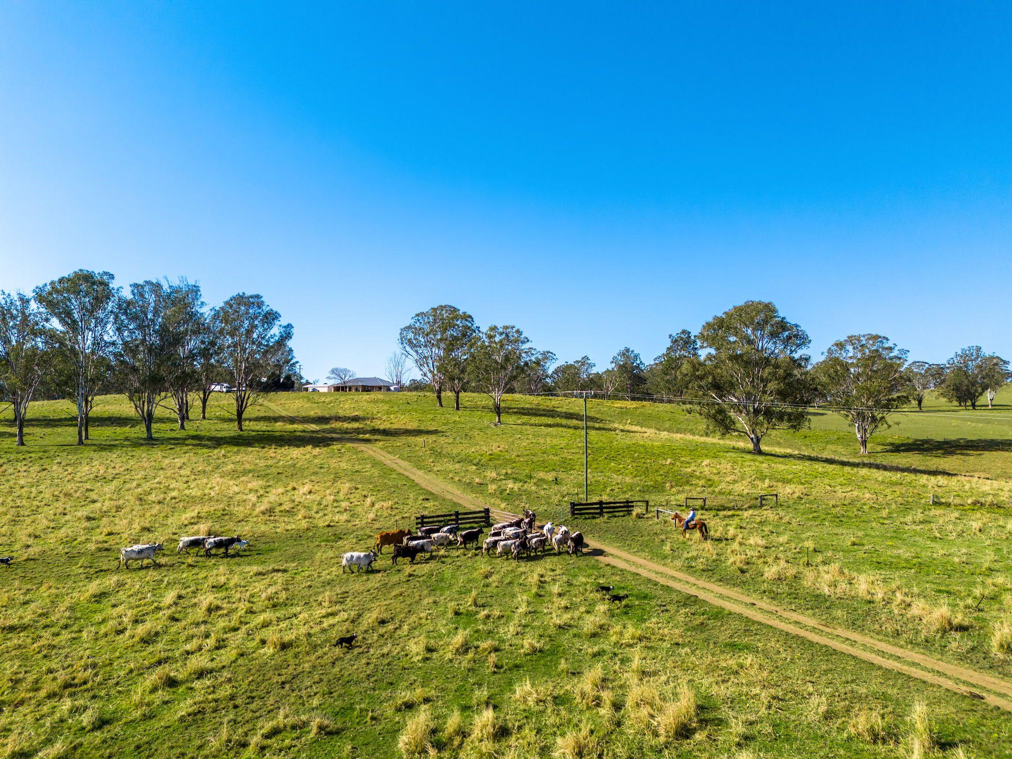 Quality Cattle Block