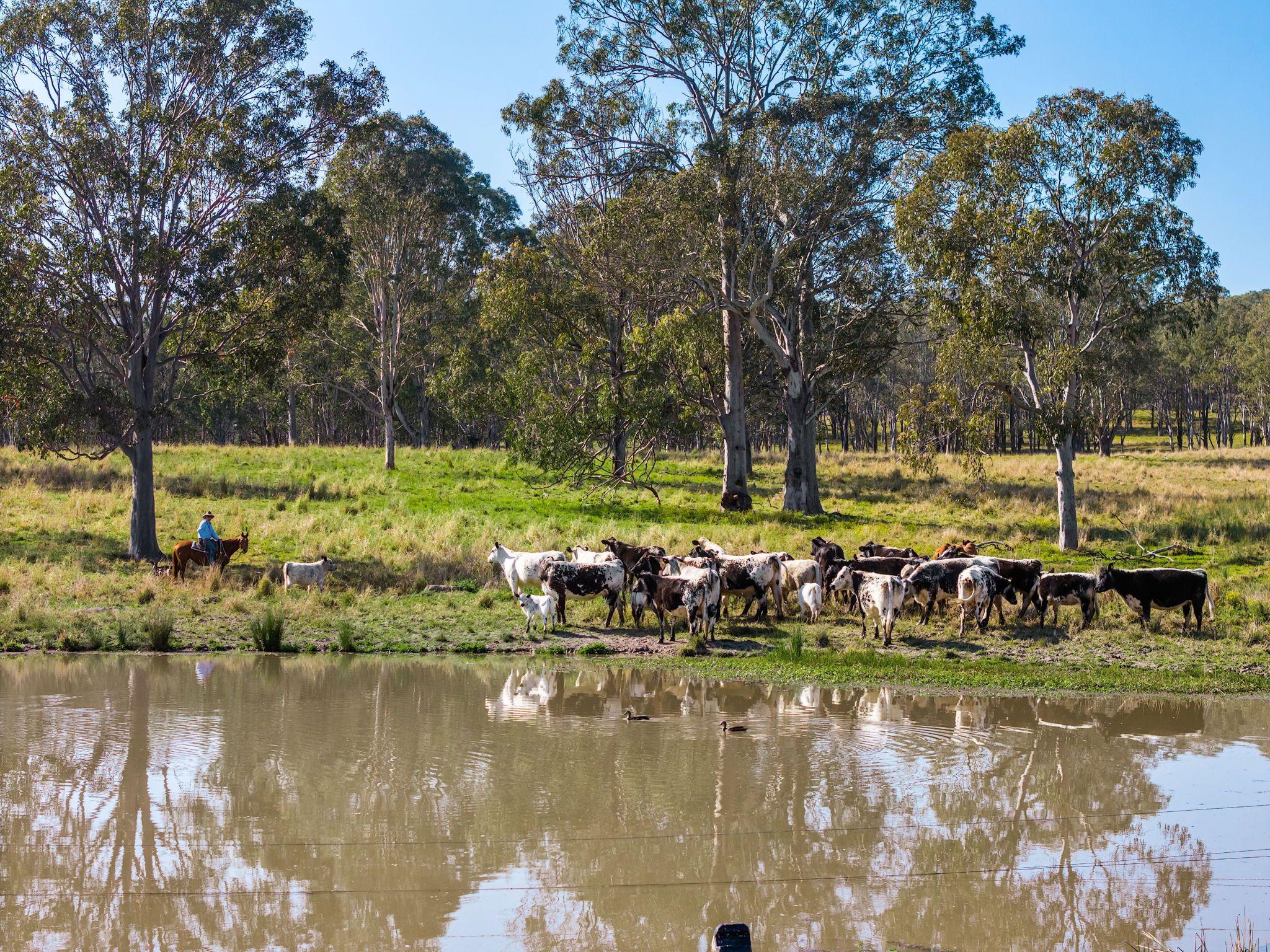 Quality Cattle Block