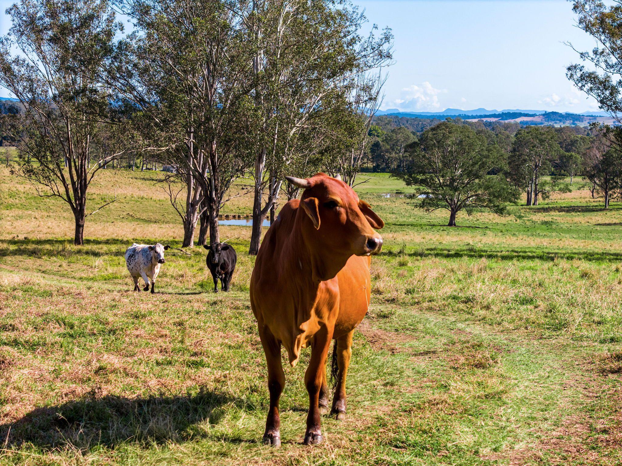 Quality Cattle Block