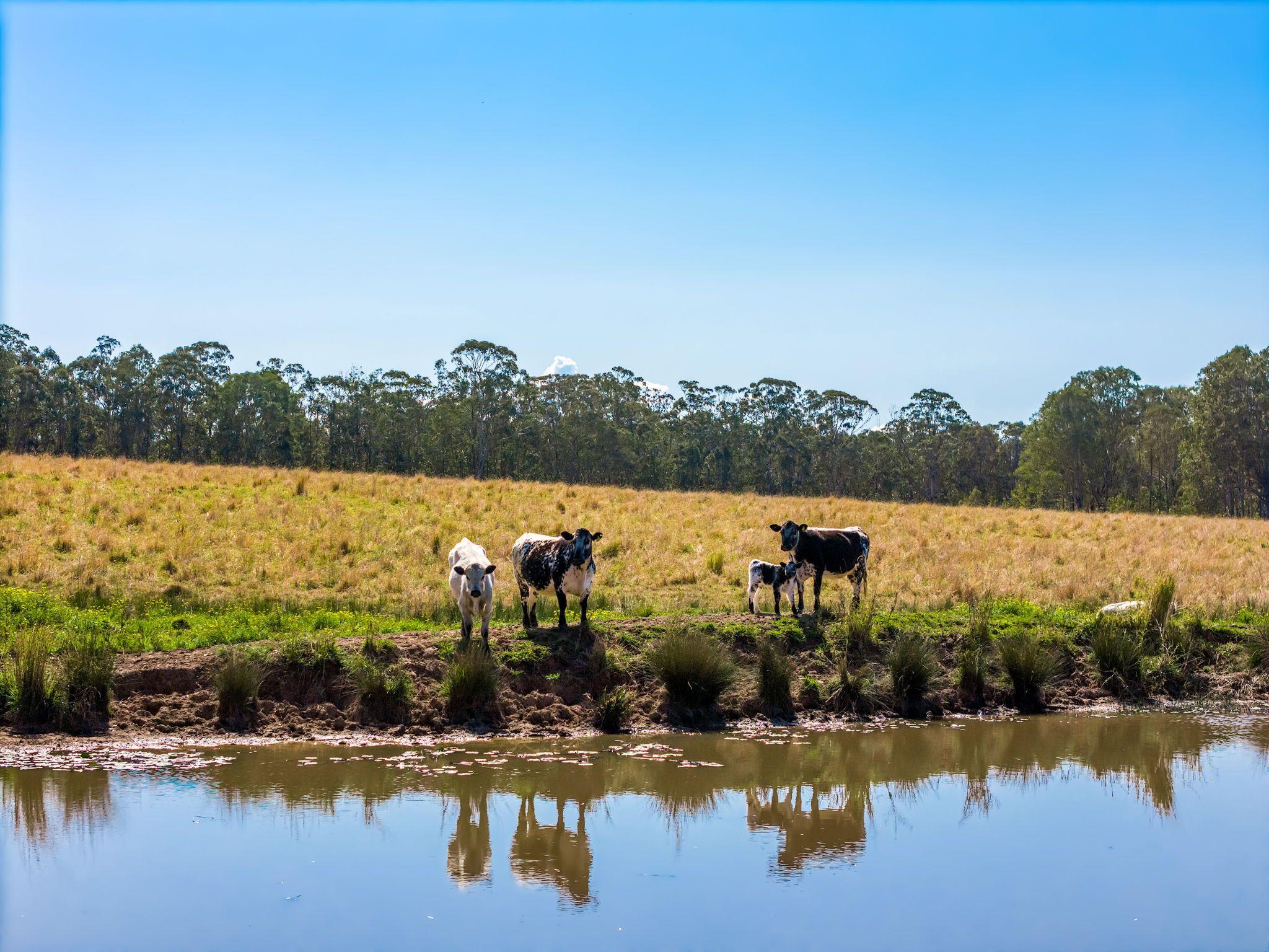 Quality Cattle Block
