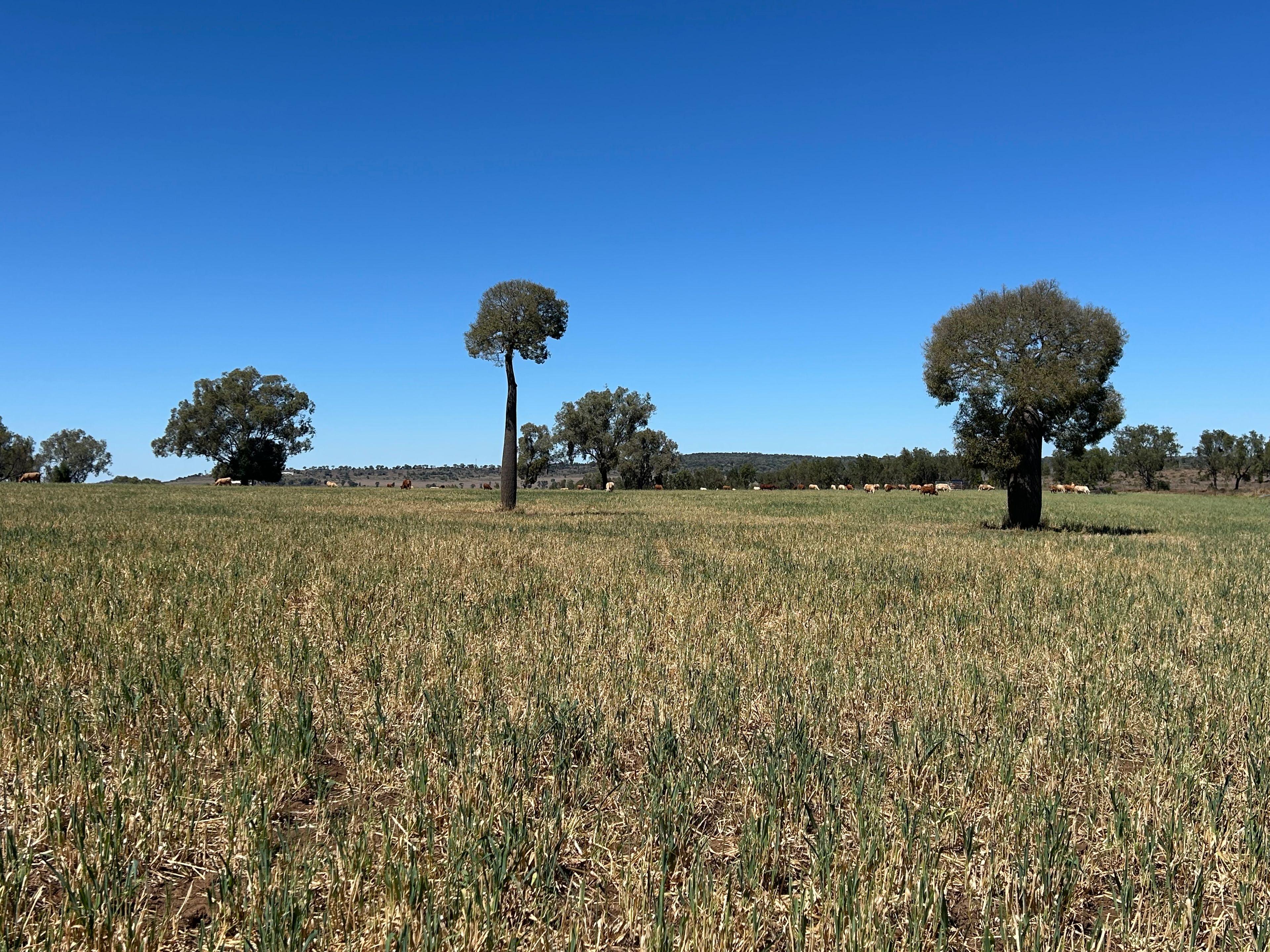 45 Acres Outstanding Lifestyle Block