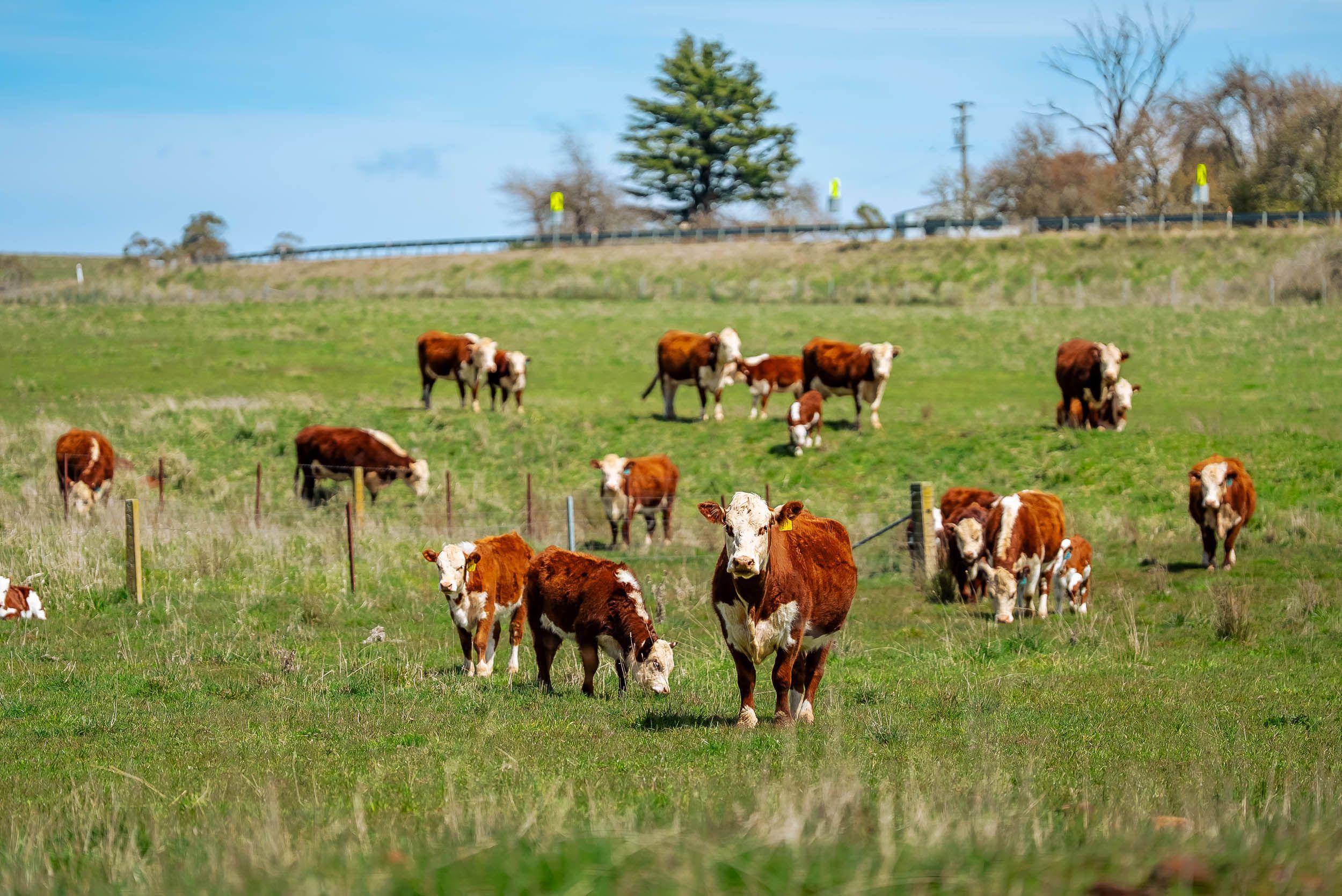 A Rare Rural Opportunity