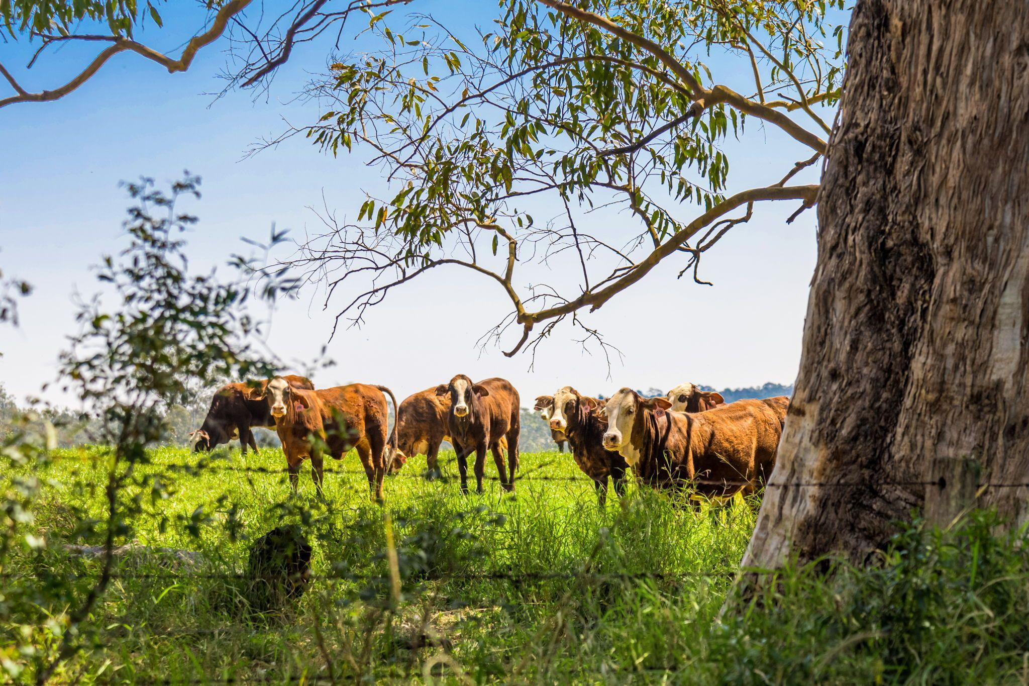Modern Country Living on 55 Hectares - Space, Style & Serenity