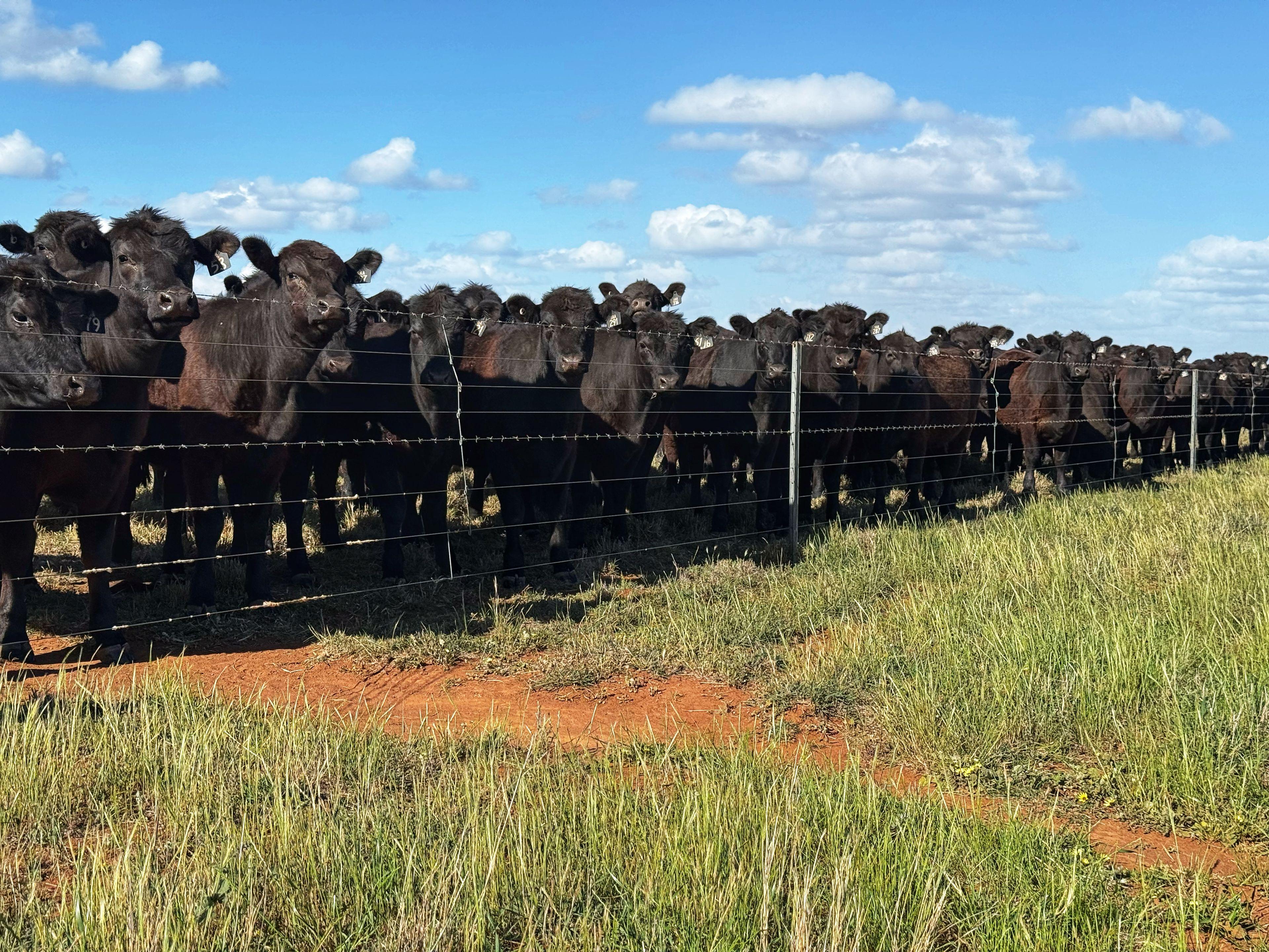 Efficient Red Loam Farming