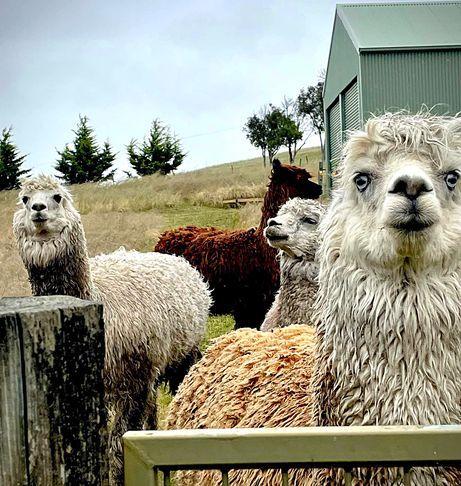 25 Acres of Country Lifestyle Living