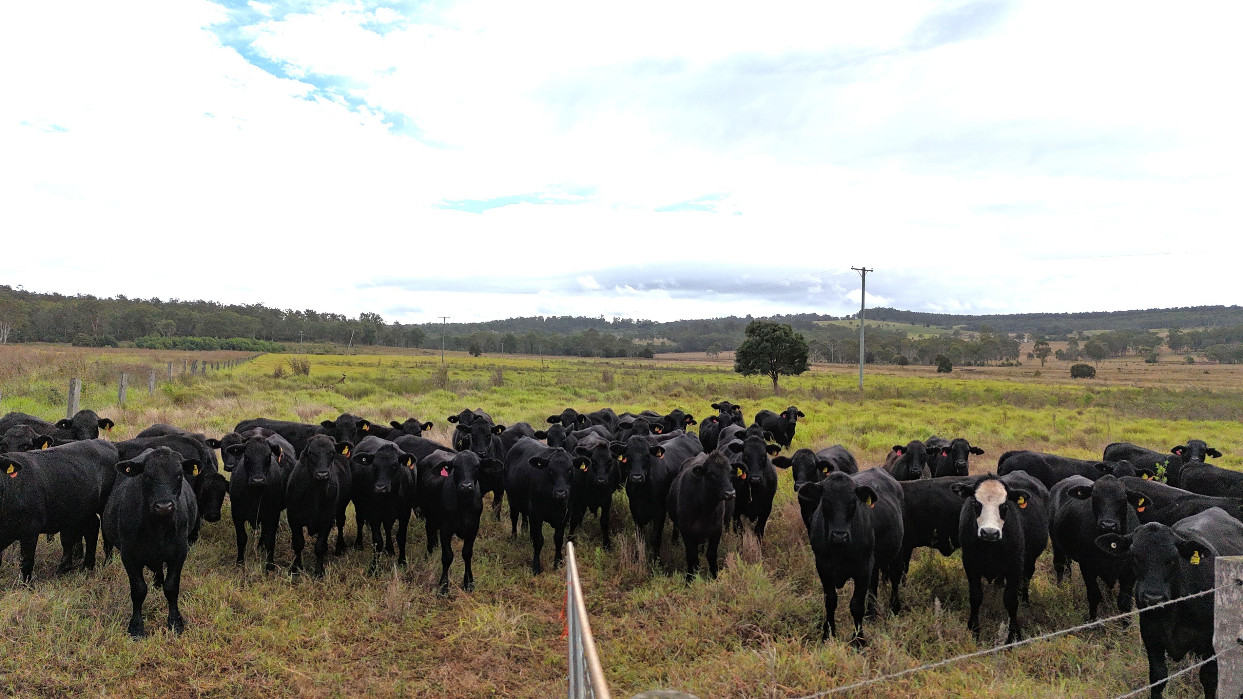 LOOKING FOR HIGH WEIGHT GAIN FOR YOUR CATTLE?  HERE'S YOUR BLOCK