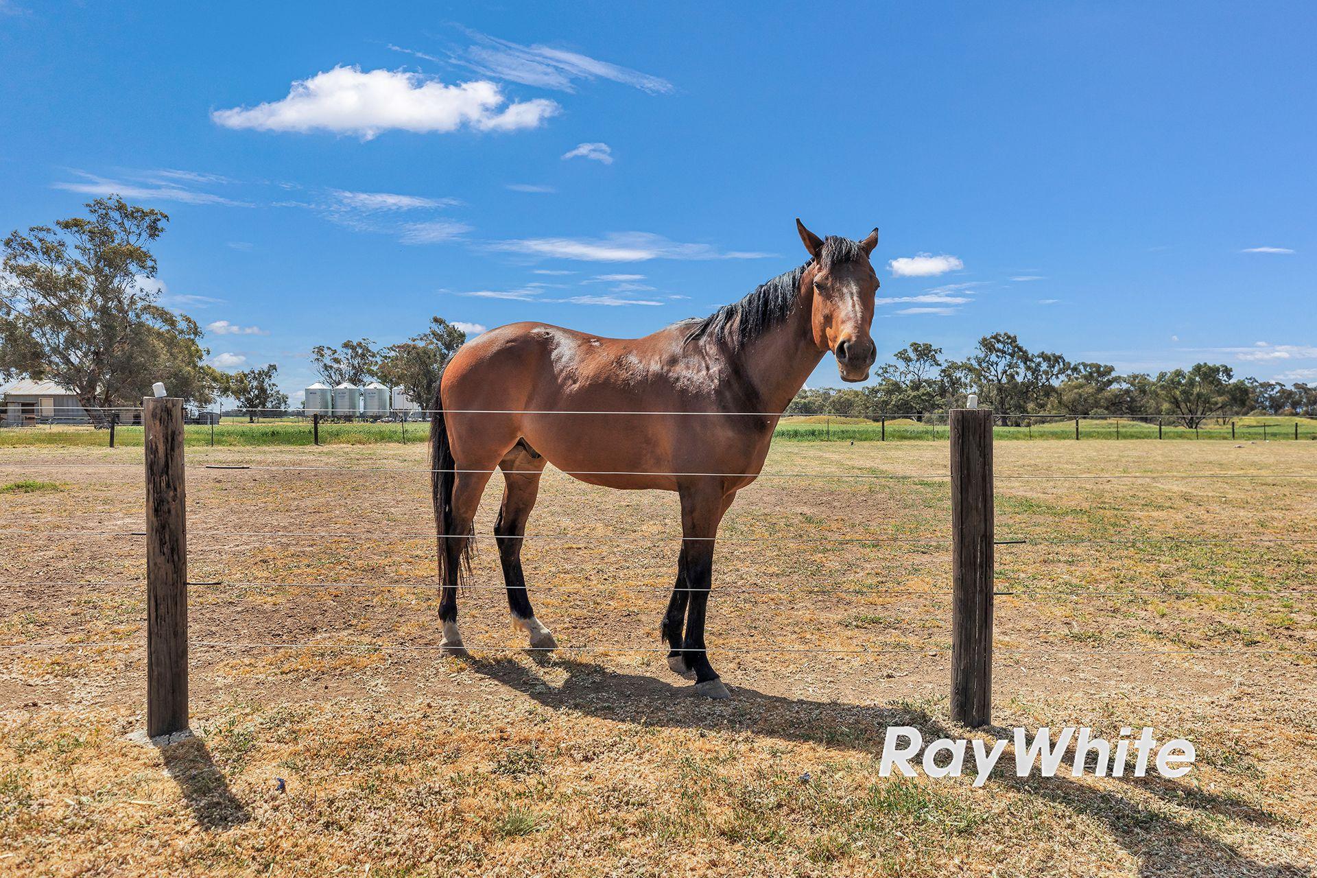 Giddy Up - We've Found Your Perfect Horse Property!