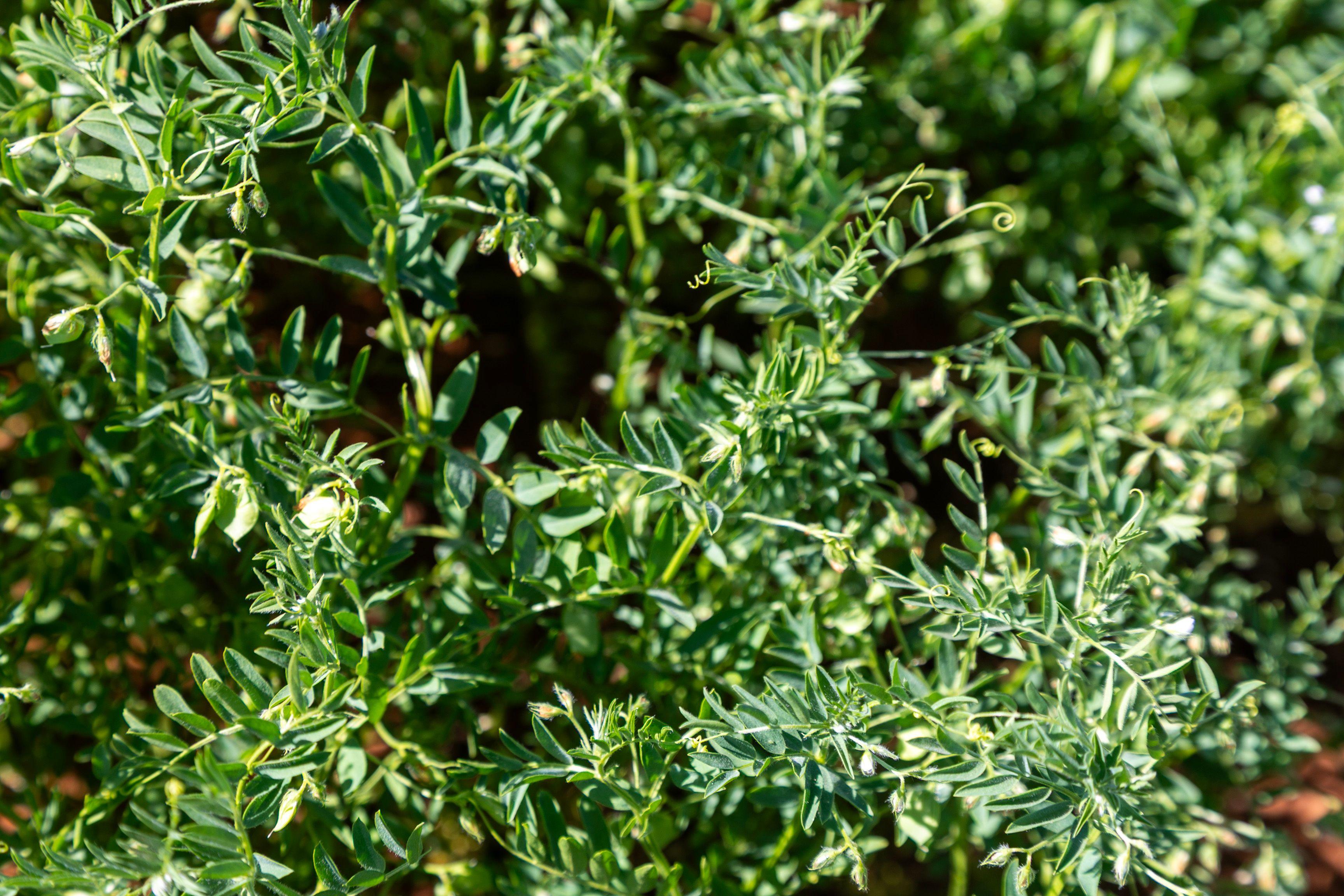 High Rainfall Cropping - Vendors Committed to Sale Cropping | SA Melrose, SA 5483 | Prop-GPT the AI-Powered Property Portal