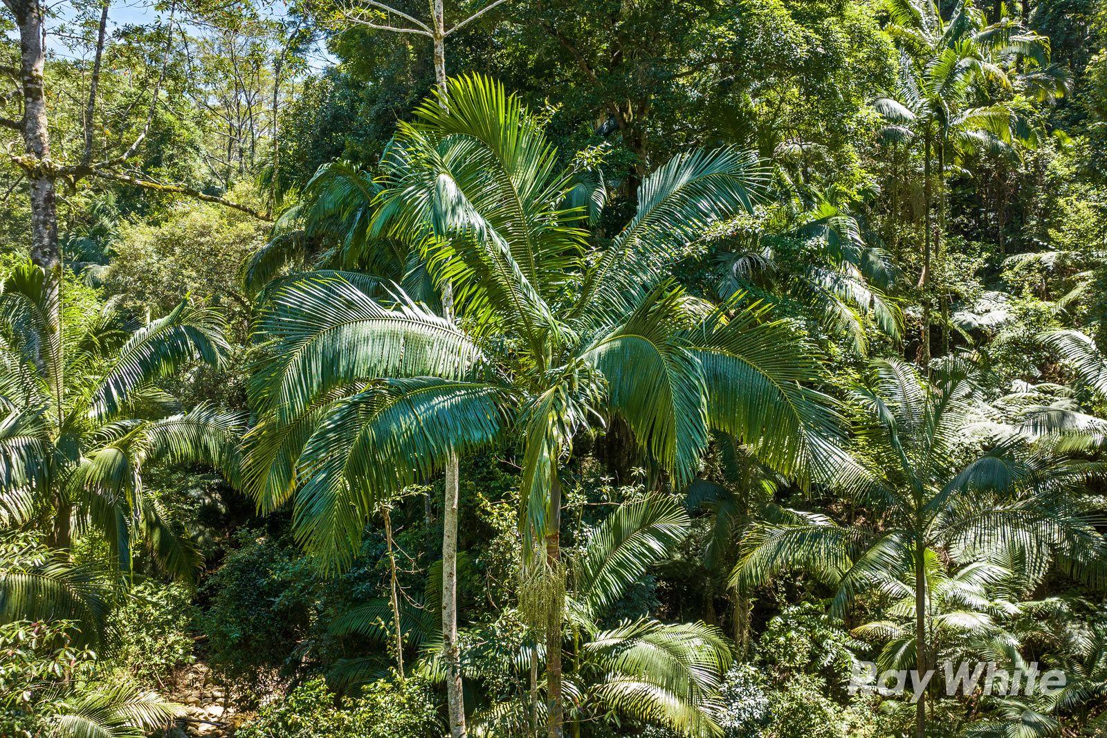 Private Rainforest Sanctuary - 32.15 Ha of Pure Seclusion in Upper Crystal Creek Lifestyle | NSW Upper Crystal Creek, NSW 2484 | Prop-GPT the AI-Powered Property Portal