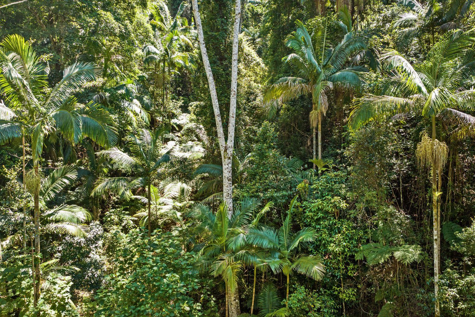 PRIVATE RAINFOREST SANCTUARY - 32.15 HA of PURE SECLUSION in UPPER CRYSTAL CREEK