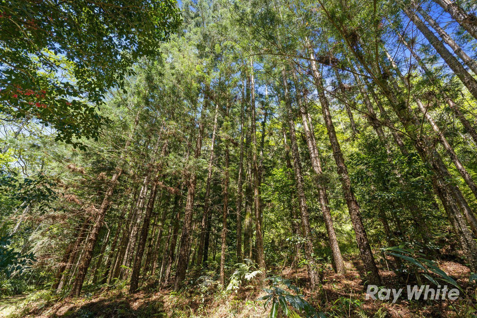 PRIVATE RAINFOREST SANCTUARY - 32.15 HA of PURE SECLUSION in UPPER CRYSTAL CREEK
