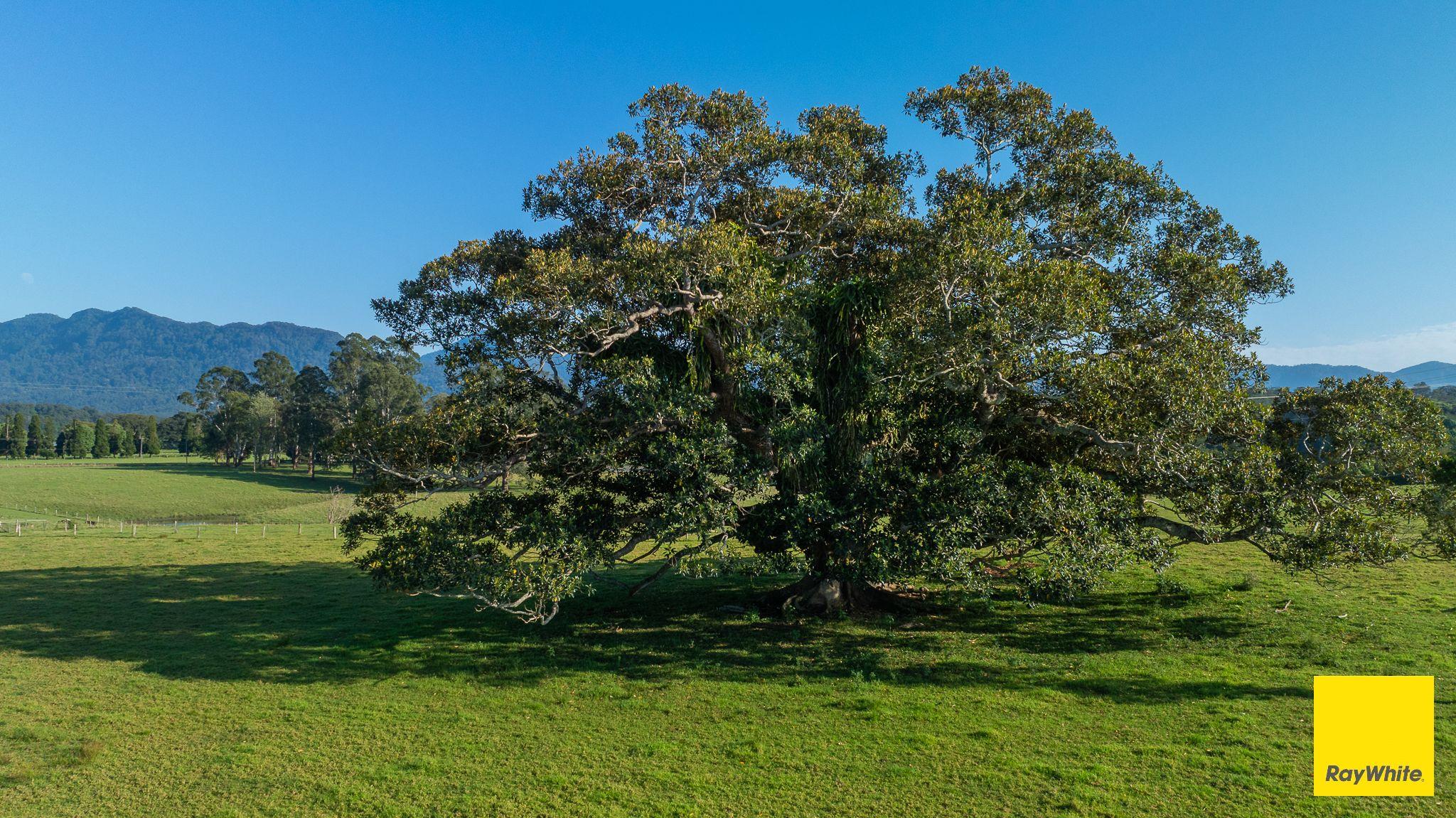 Plant your roots at 'Greenhills'