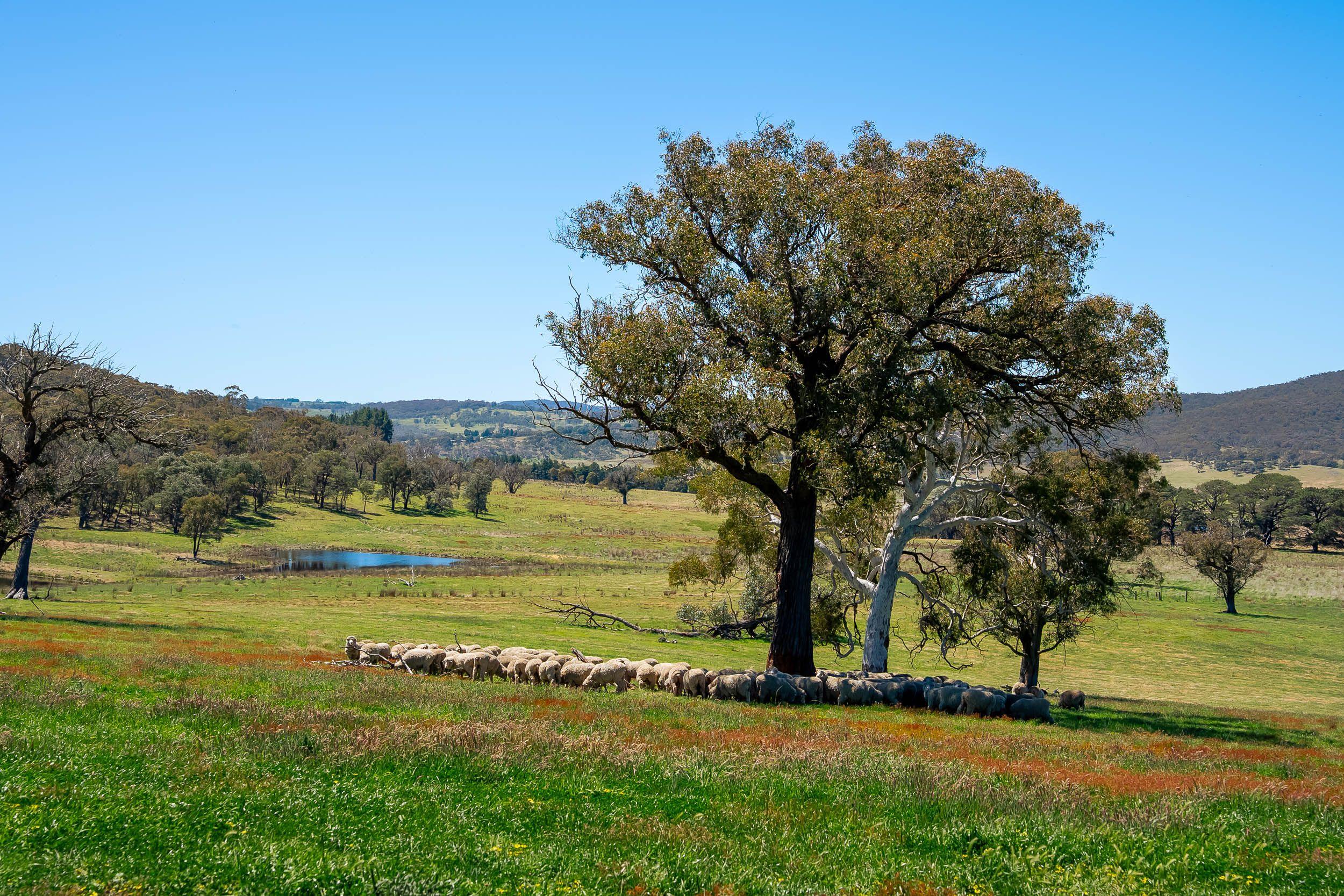 Pristine Farm Land So Close to Town