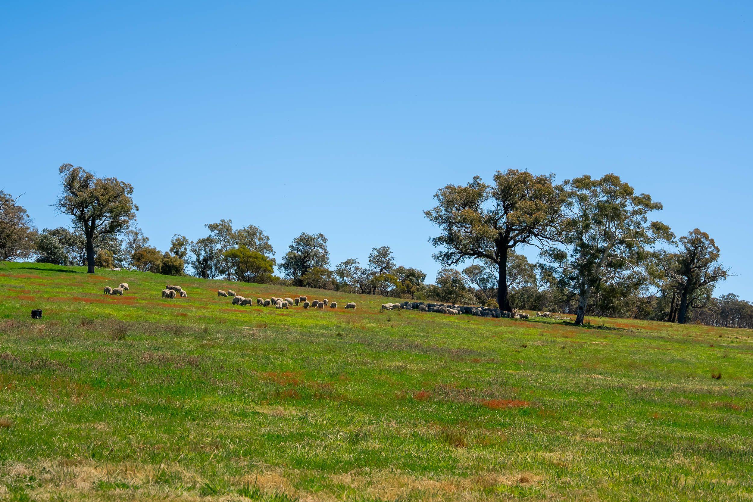 Pristine Farm Land So Close to Town