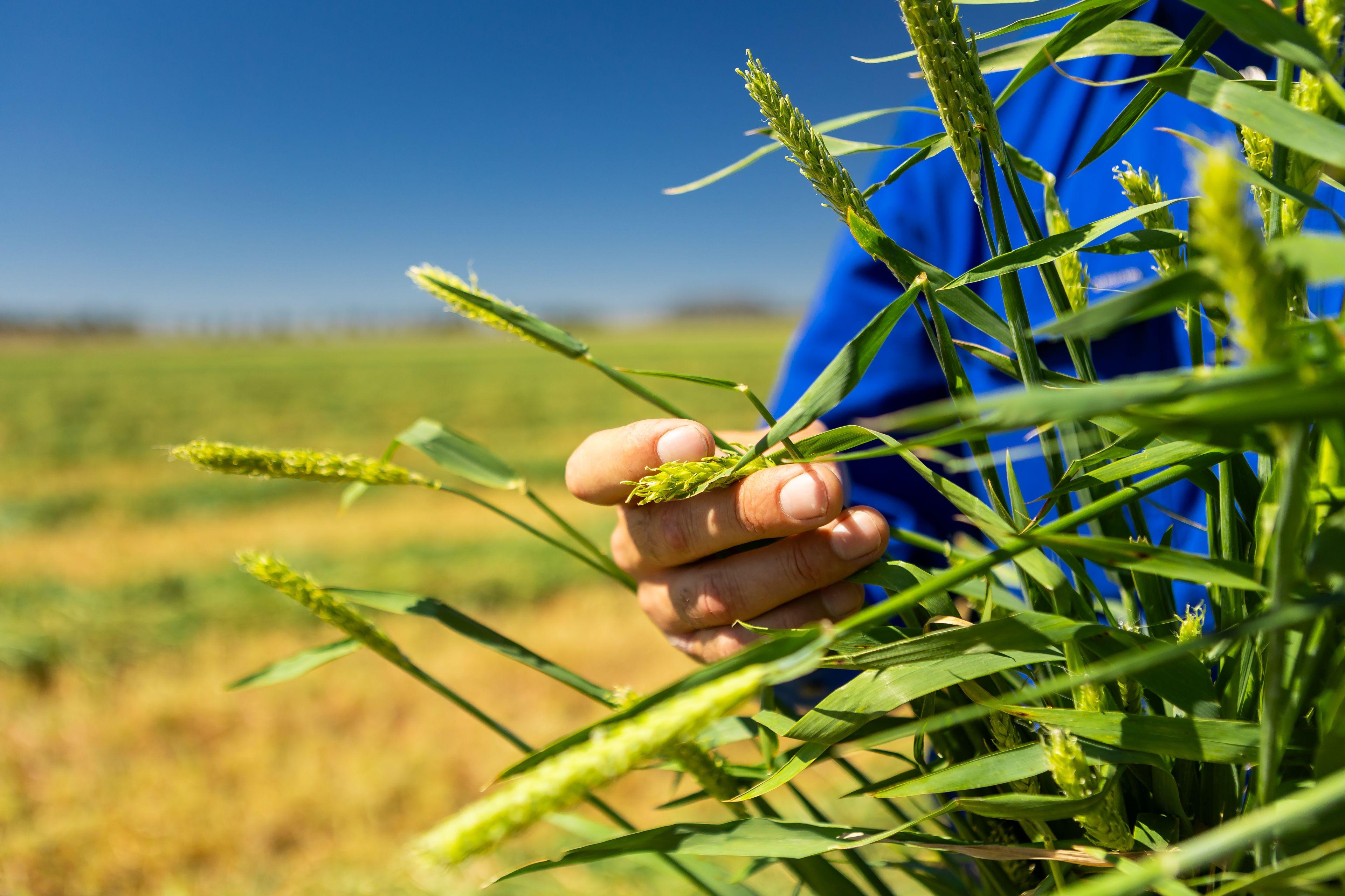 172 Acres - Premium Location on Toowoomba's Doorstep* Cropping | QLD Kingsthorpe, QLD 4400 | Prop-GPT the AI-Powered Property Portal