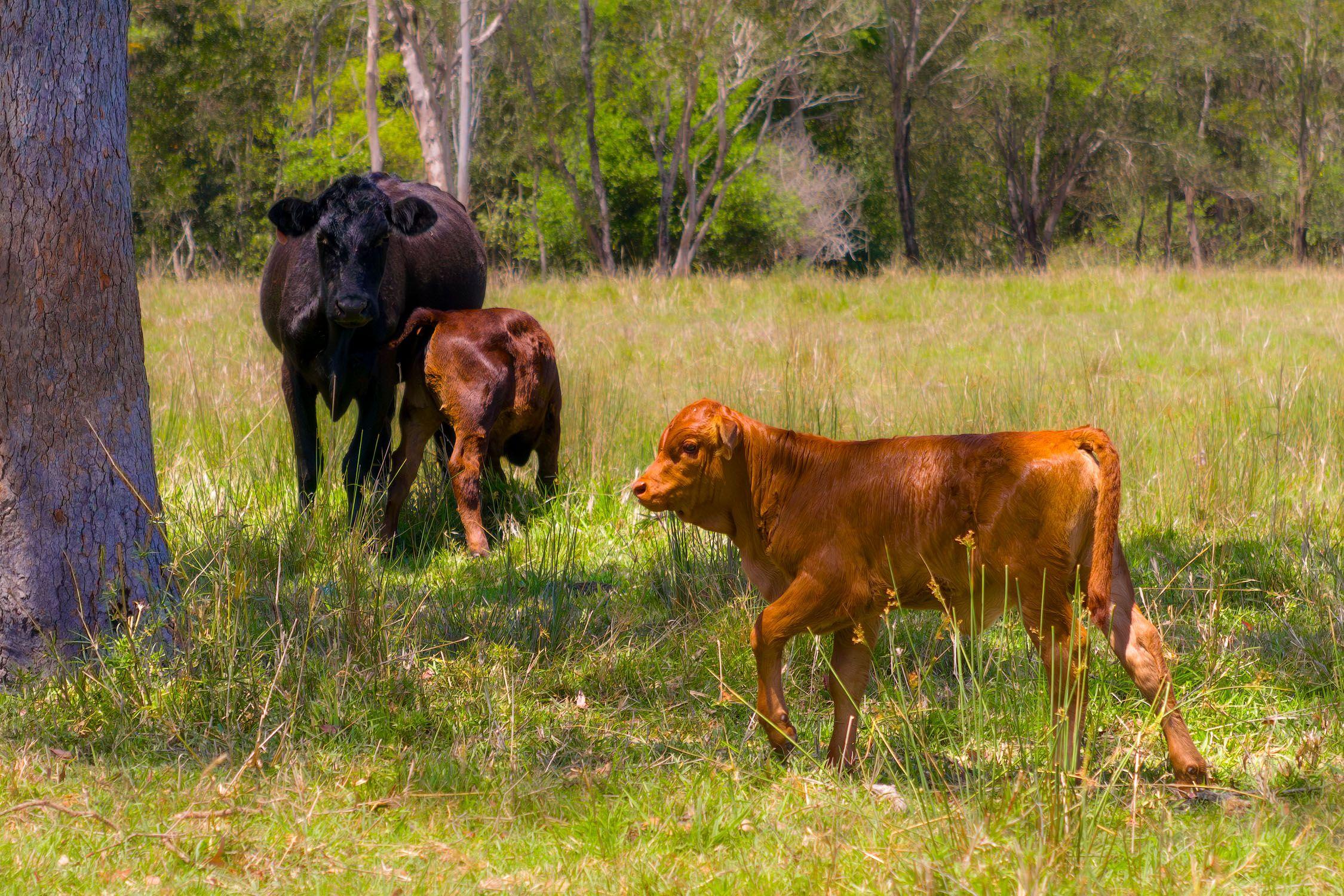 Your Private 40-Acre Paradise - Just 12 Minutes from Gympie
