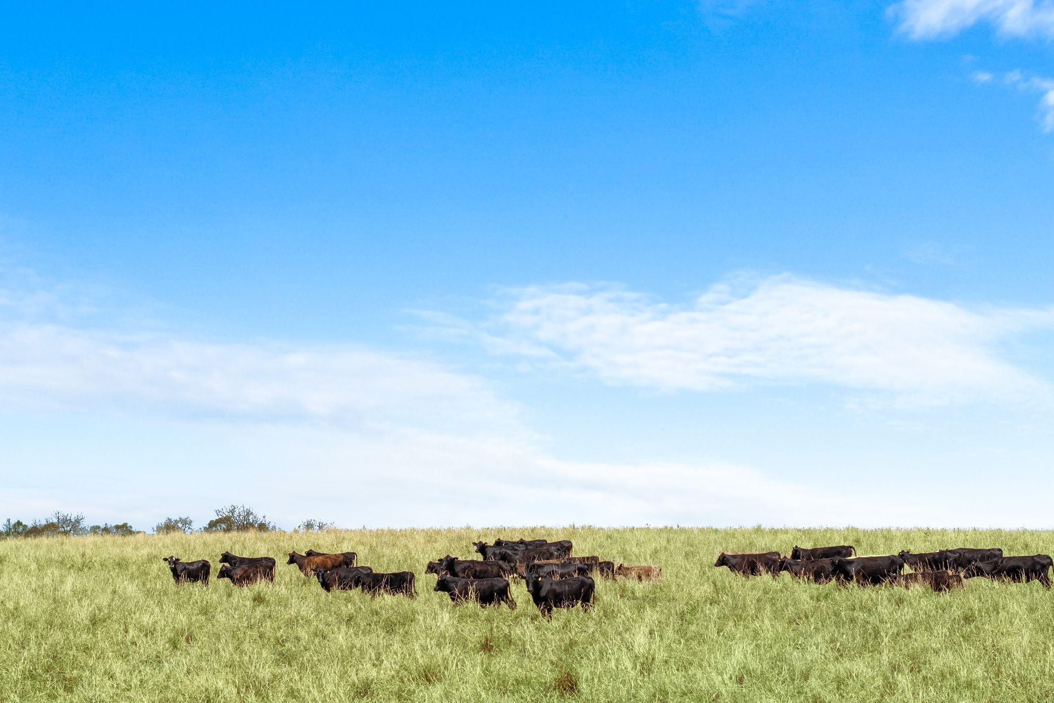 Premium Horticultural Enterprise