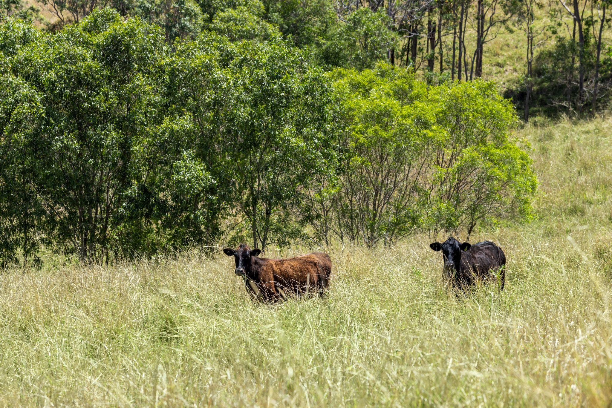 Premium Horticultural Enterprise