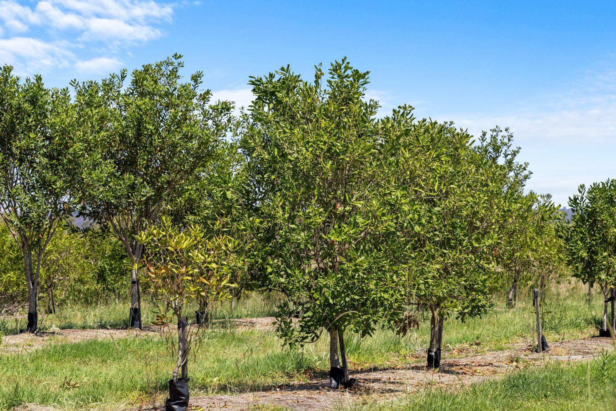 Premium Horticultural Enterprise