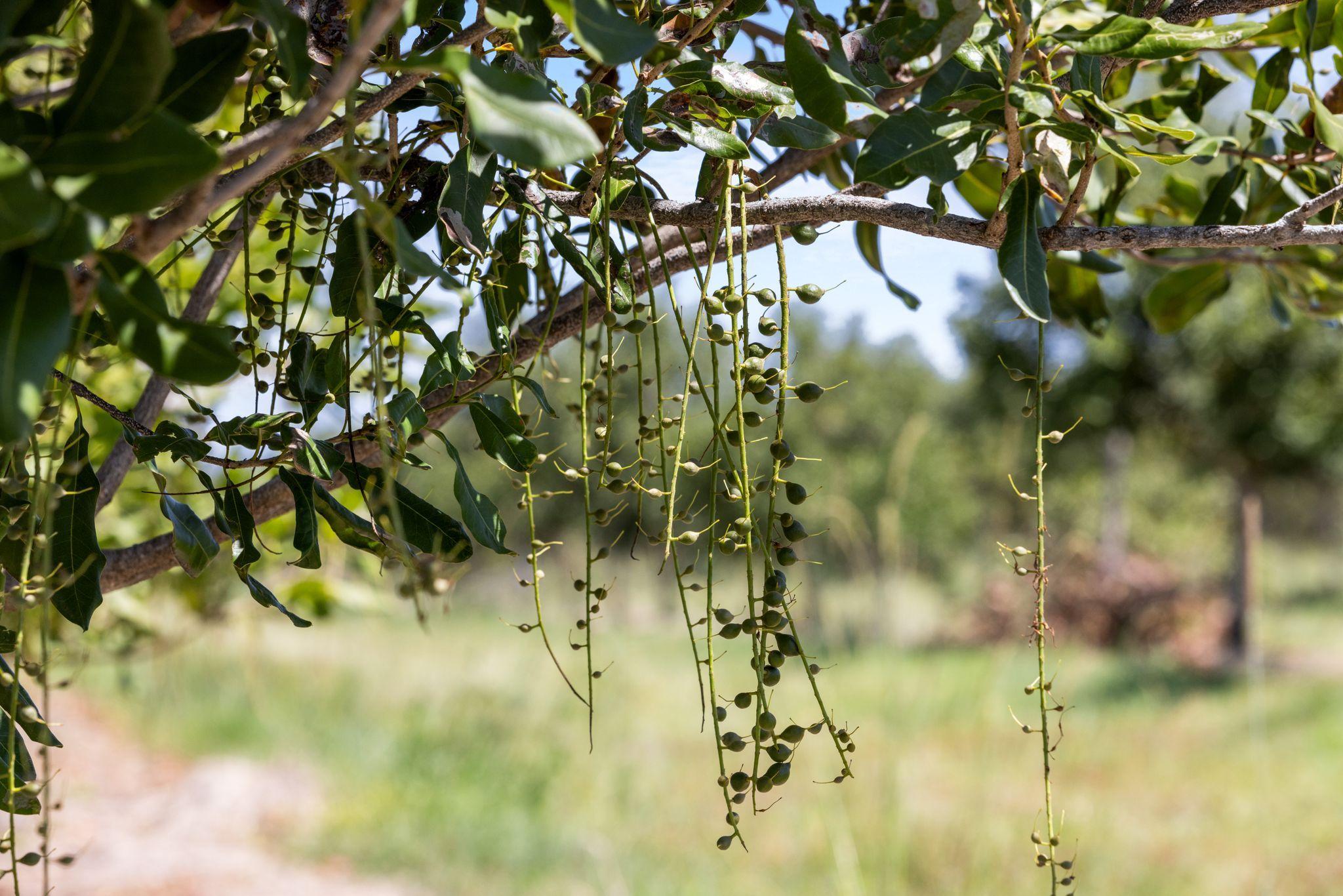 Premium Horticultural Enterprise