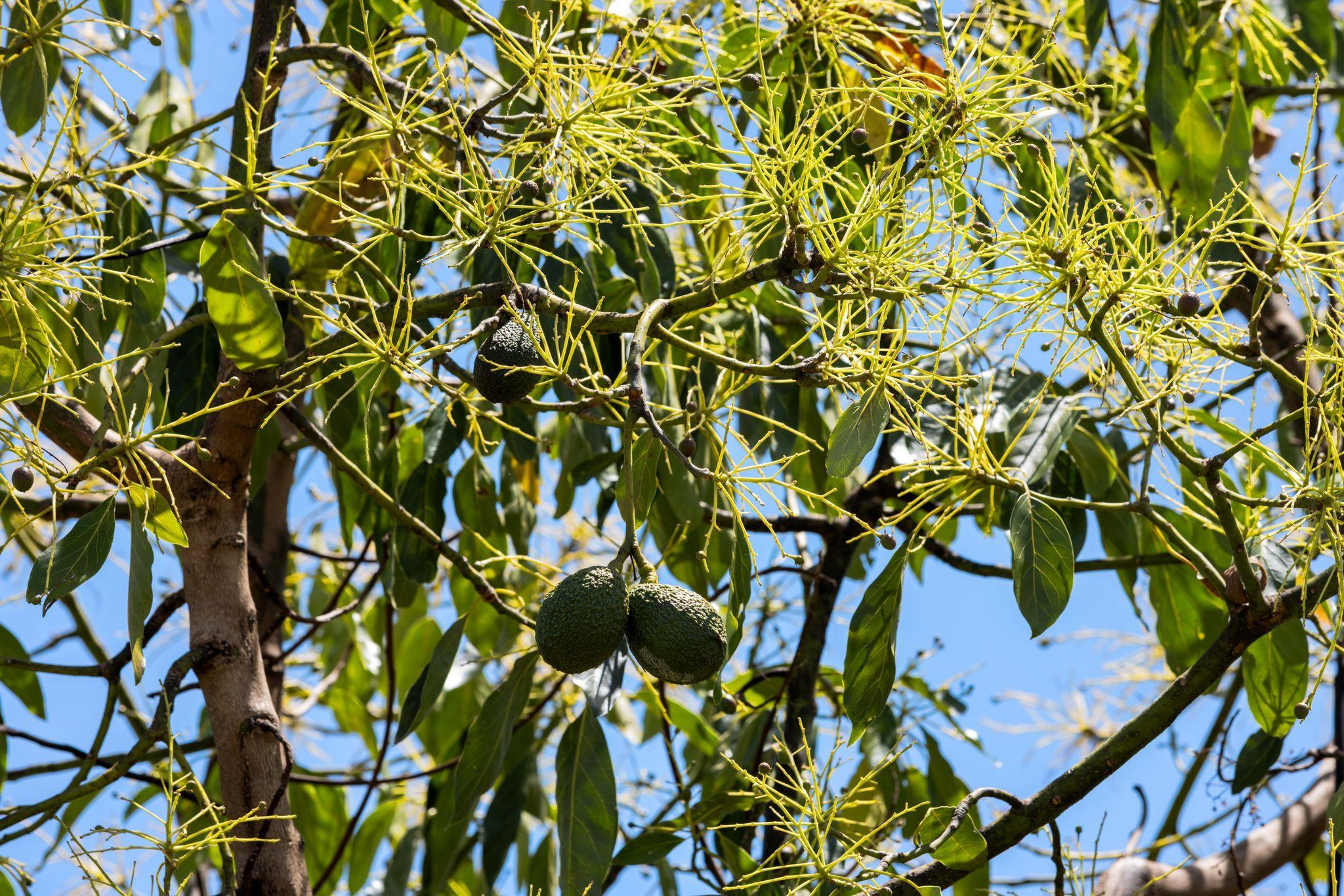 Premium Horticultural Enterprise Horticulture | NSW Hogarth Range, NSW 2469 | Prop-GPT the AI-Powered Property Portal