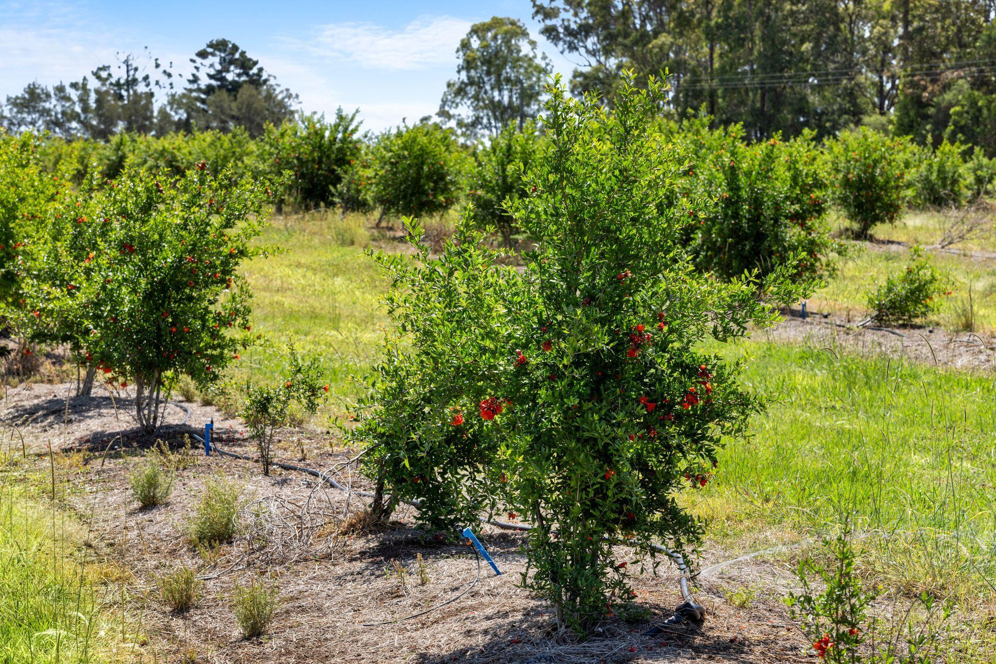 Premium Horticultural Enterprise