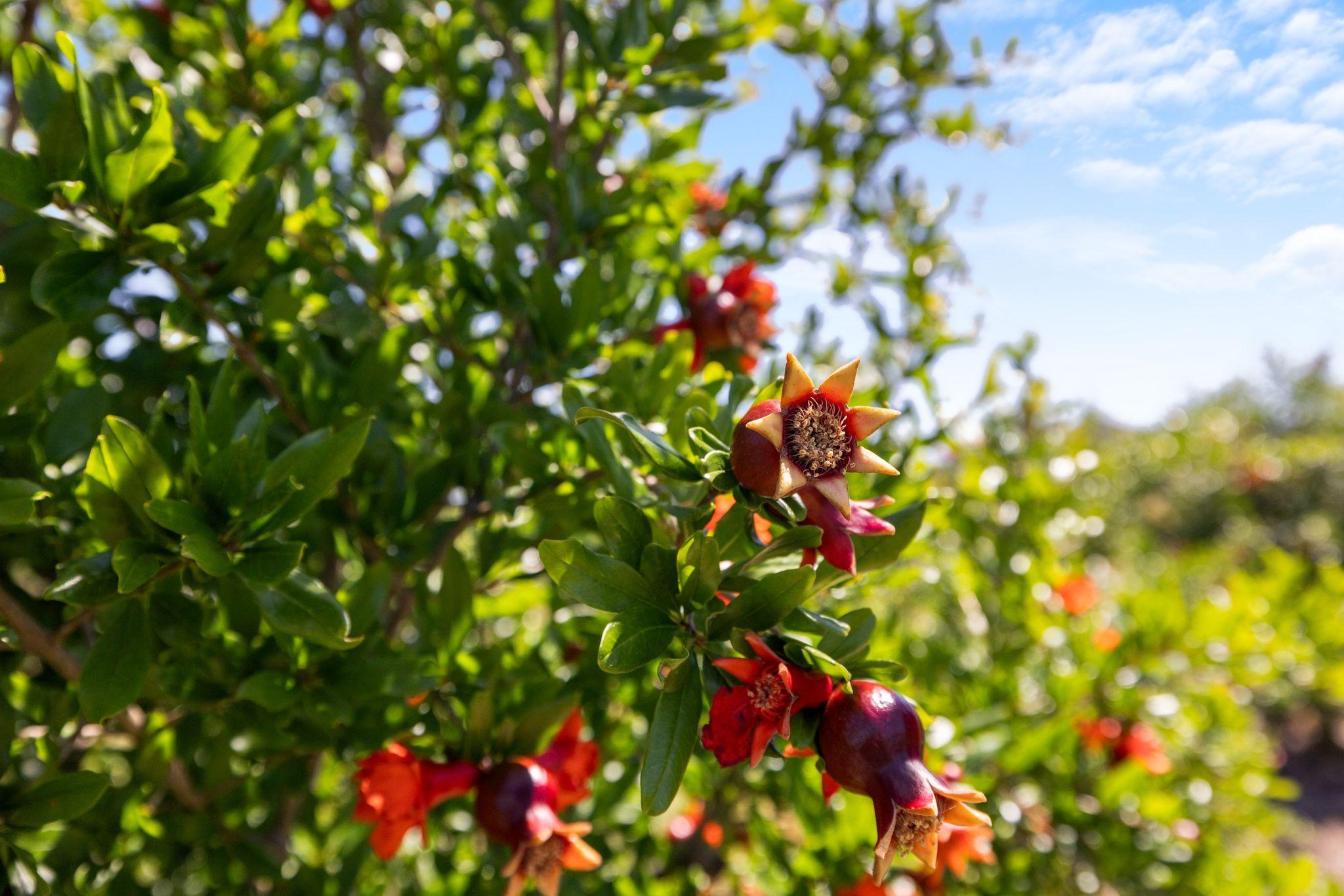 Premium Horticultural Enterprise