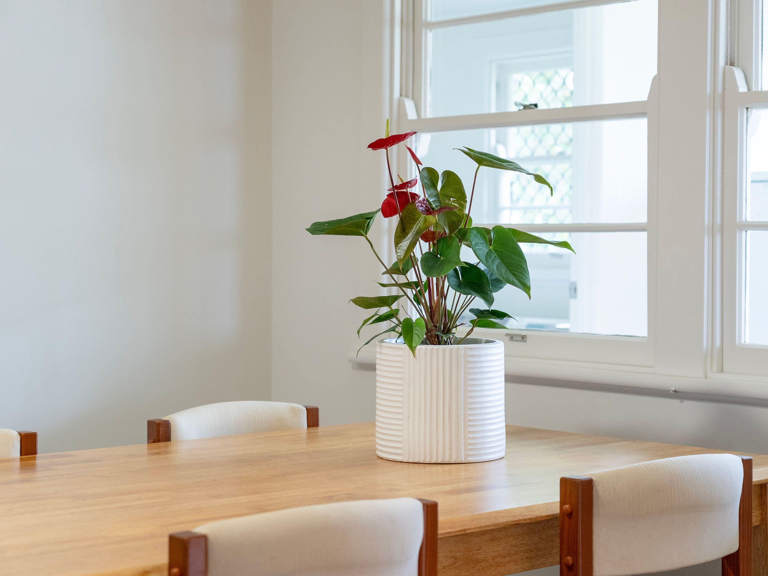 Cosy, Character-Filled Home in Handy East Lismore Location