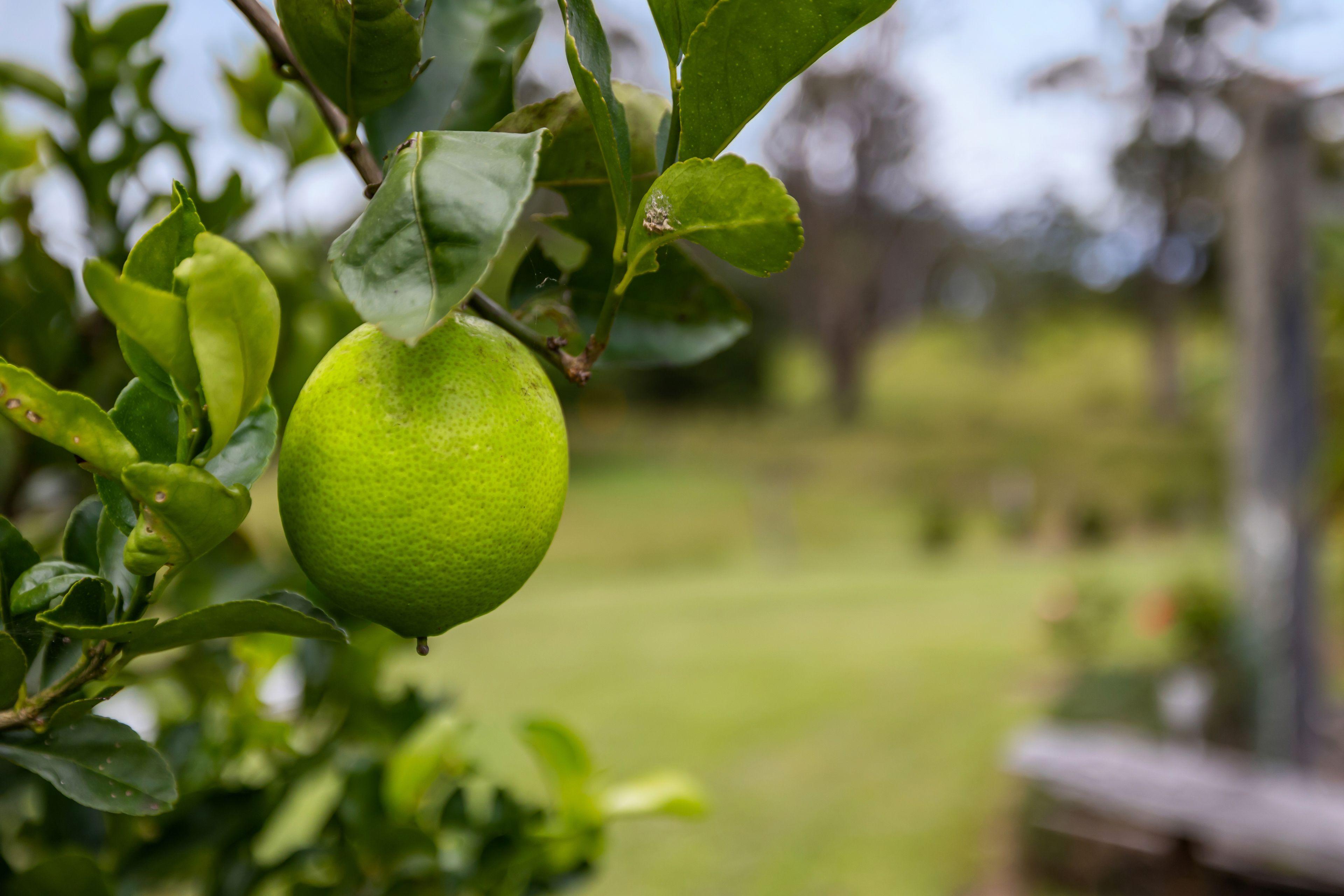 Two Dwellings, Acreage and Income!