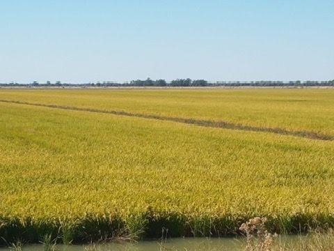 Mixed Farming Irrigation Powerhouse - 1518 Acres