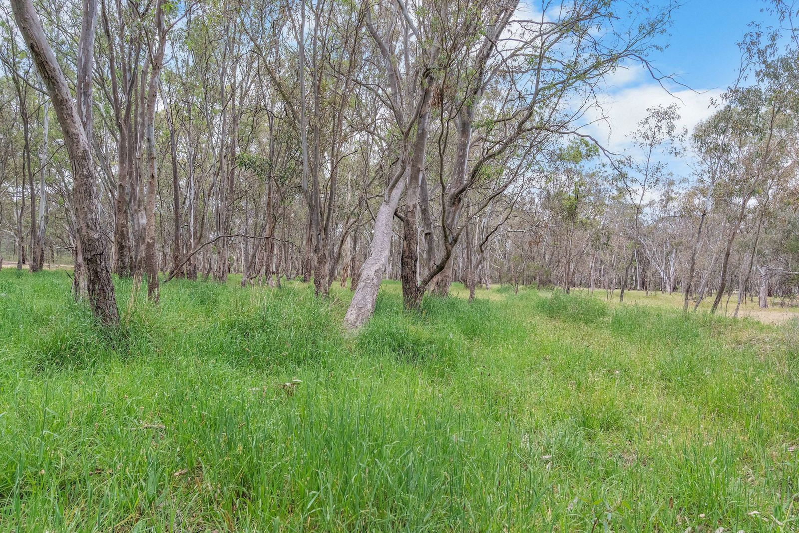 Endless Horizons on a Pristine 40 Acres