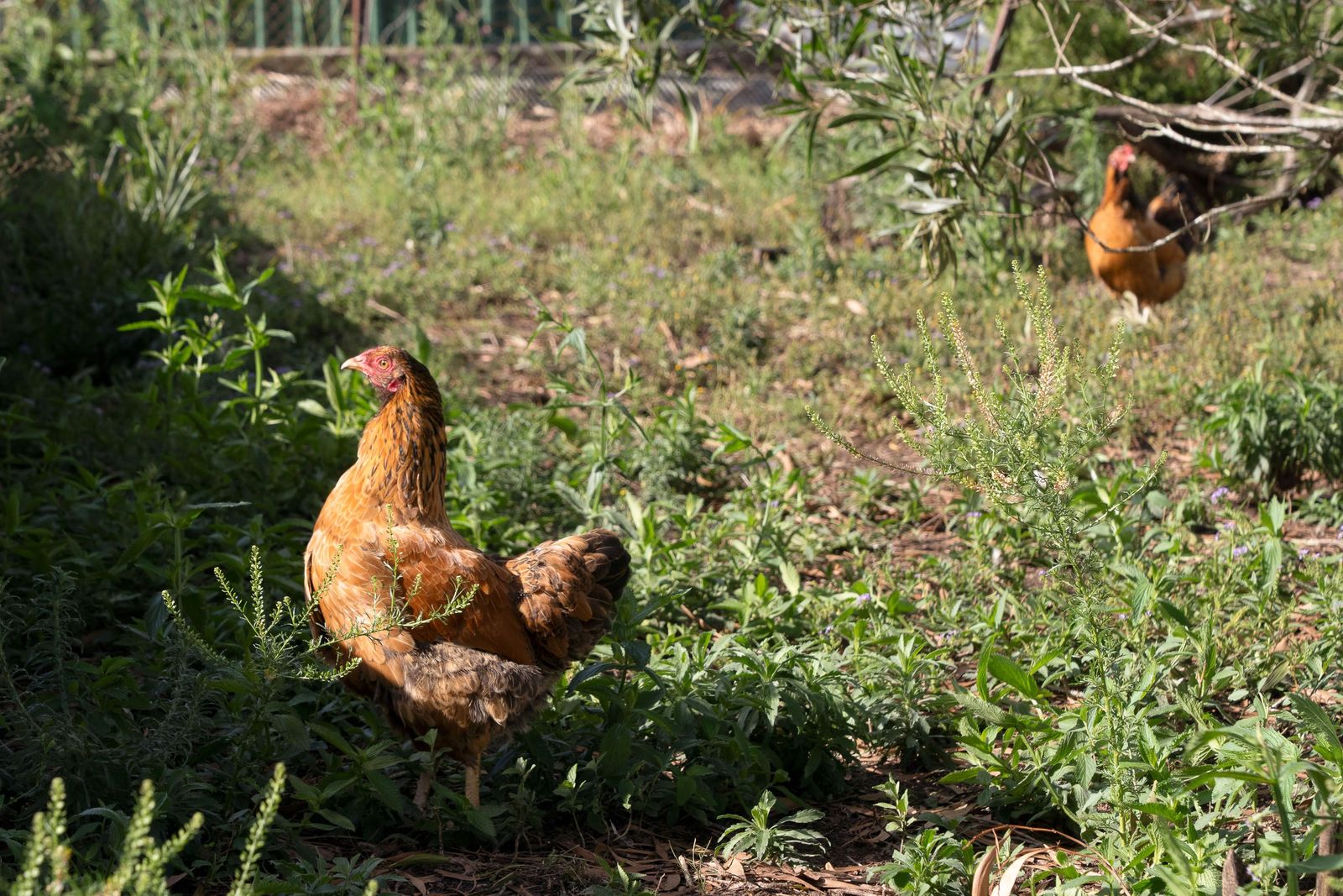 A Hand-Crafted Masterpiece on 6.42 Acres - The Pinnacle of Rural Luxury in Pine Mountain