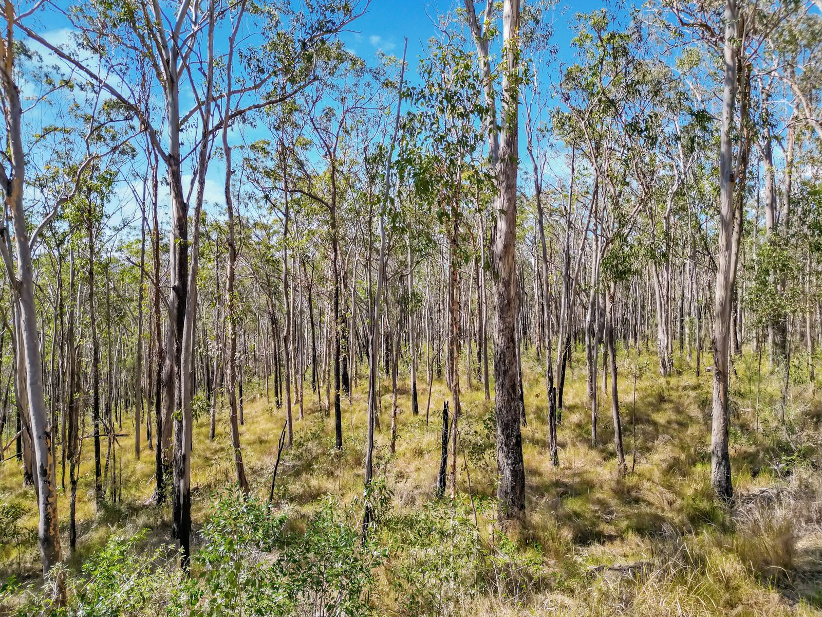 Lot 17 Ogilvie Drive, Tabulam - 40 Hectares of Natural Australian Bushland
