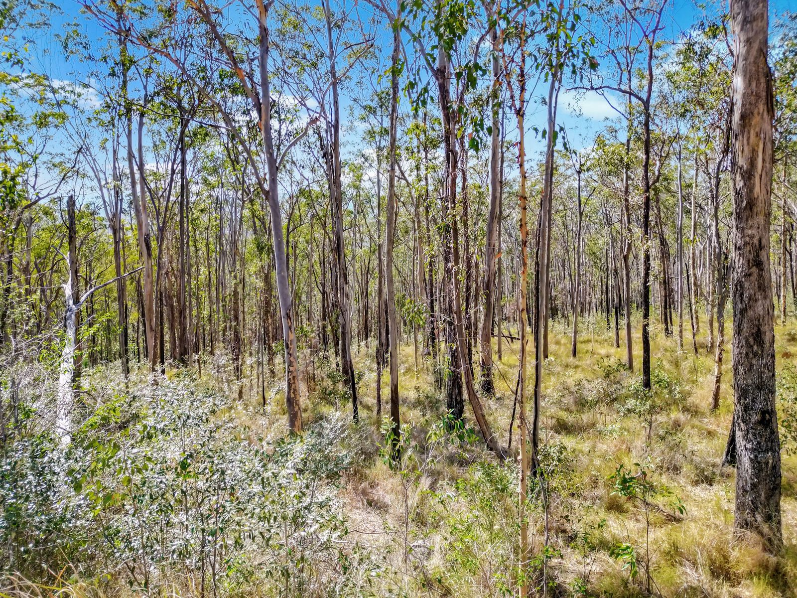 Lot 17 Ogilvie Drive, Tabulam - 40 Hectares of Natural Australian Bushland