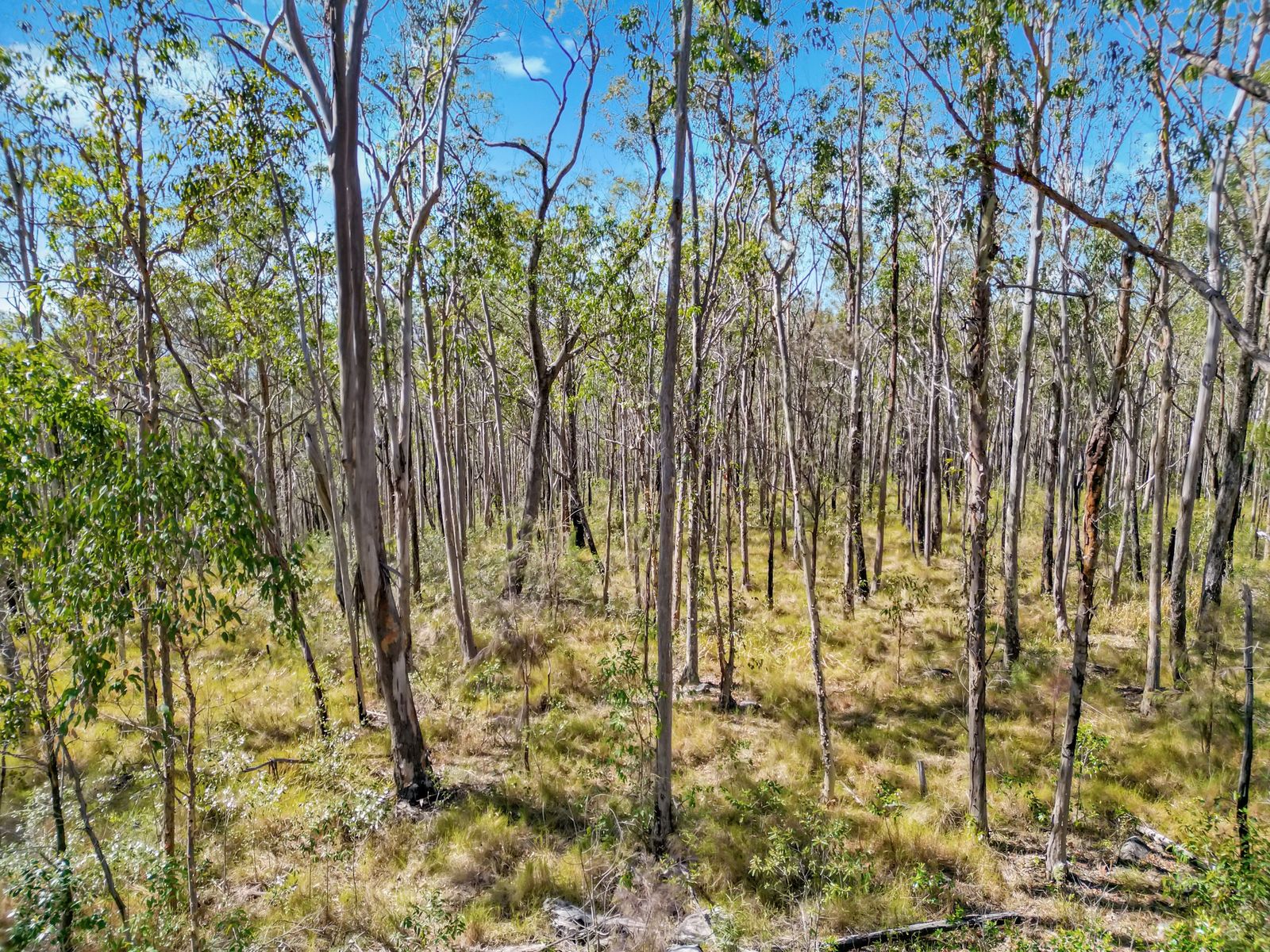 Lot 17 Ogilvie Drive, Tabulam - 40 Hectares of Natural Australian Bushland