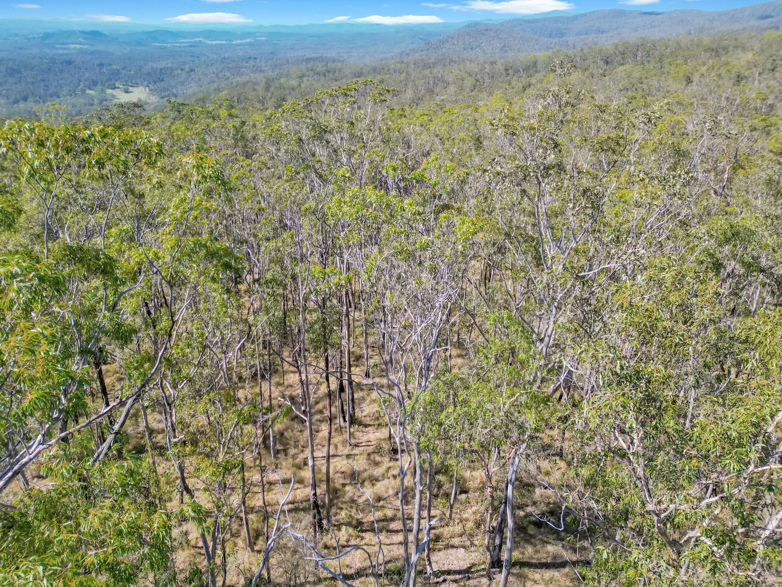 Lot 17 Ogilvie Drive, Tabulam - 40 Hectares of Natural Australian Bushland