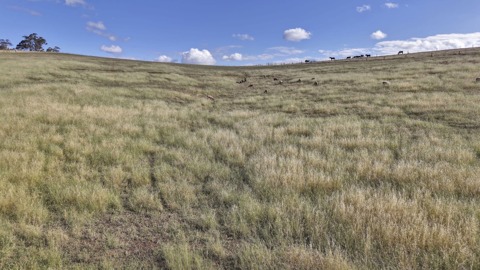 Majestic Medlow Opportunity