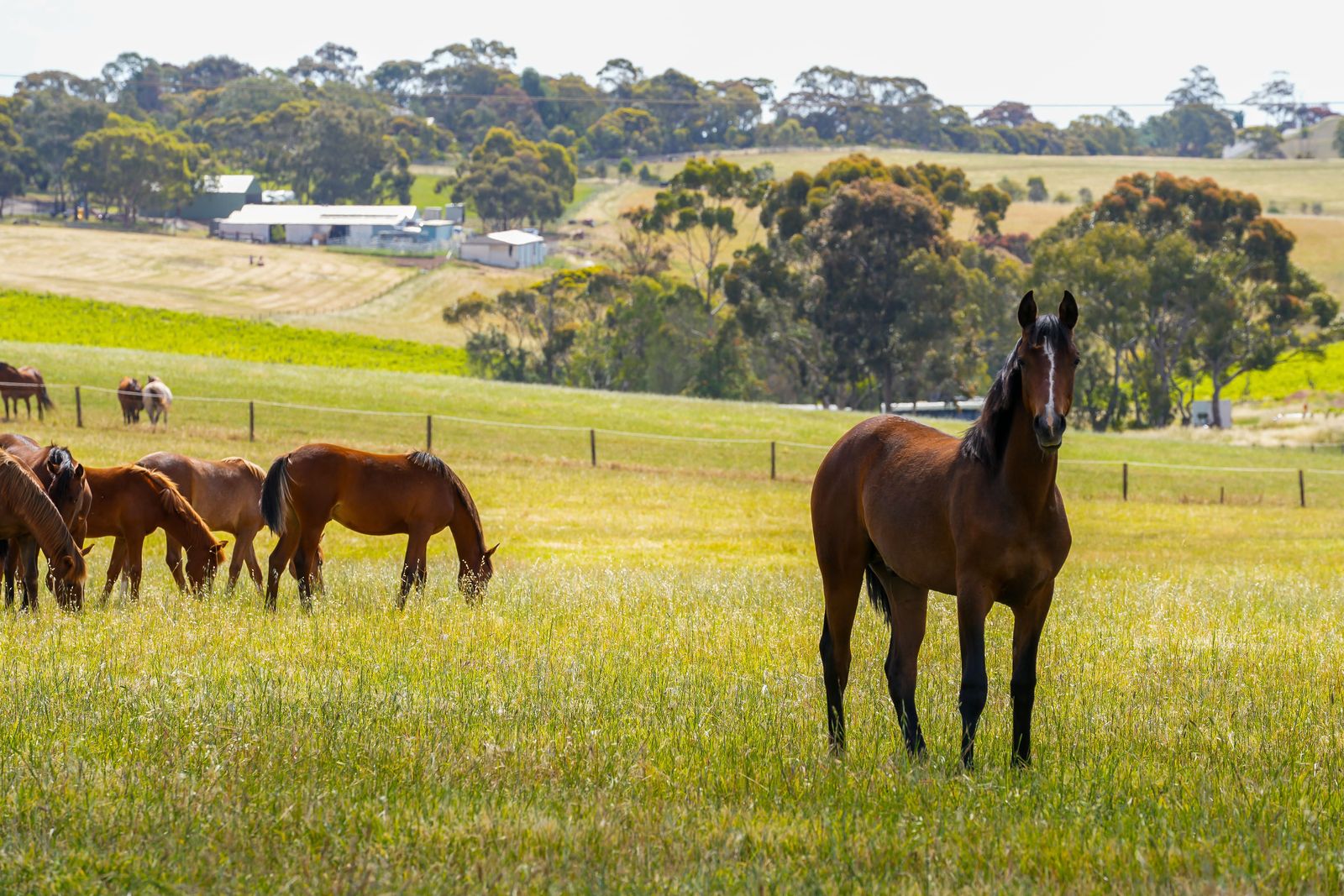 Majestic Medlow Opportunity