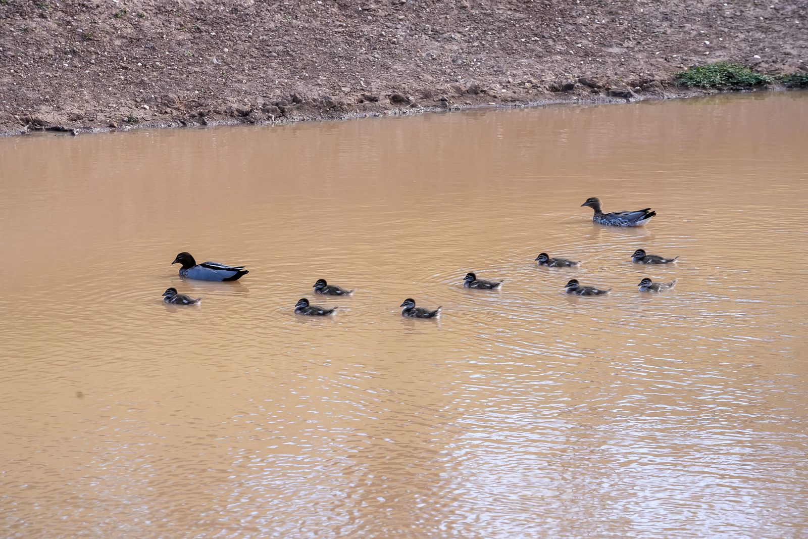 Majestic Medlow Opportunity