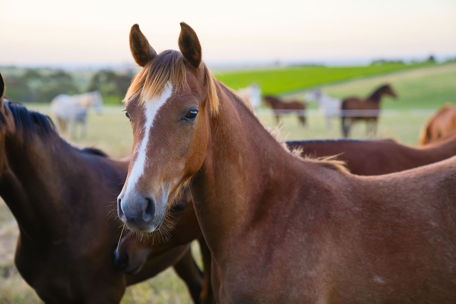Majestic Medlow Opportunity